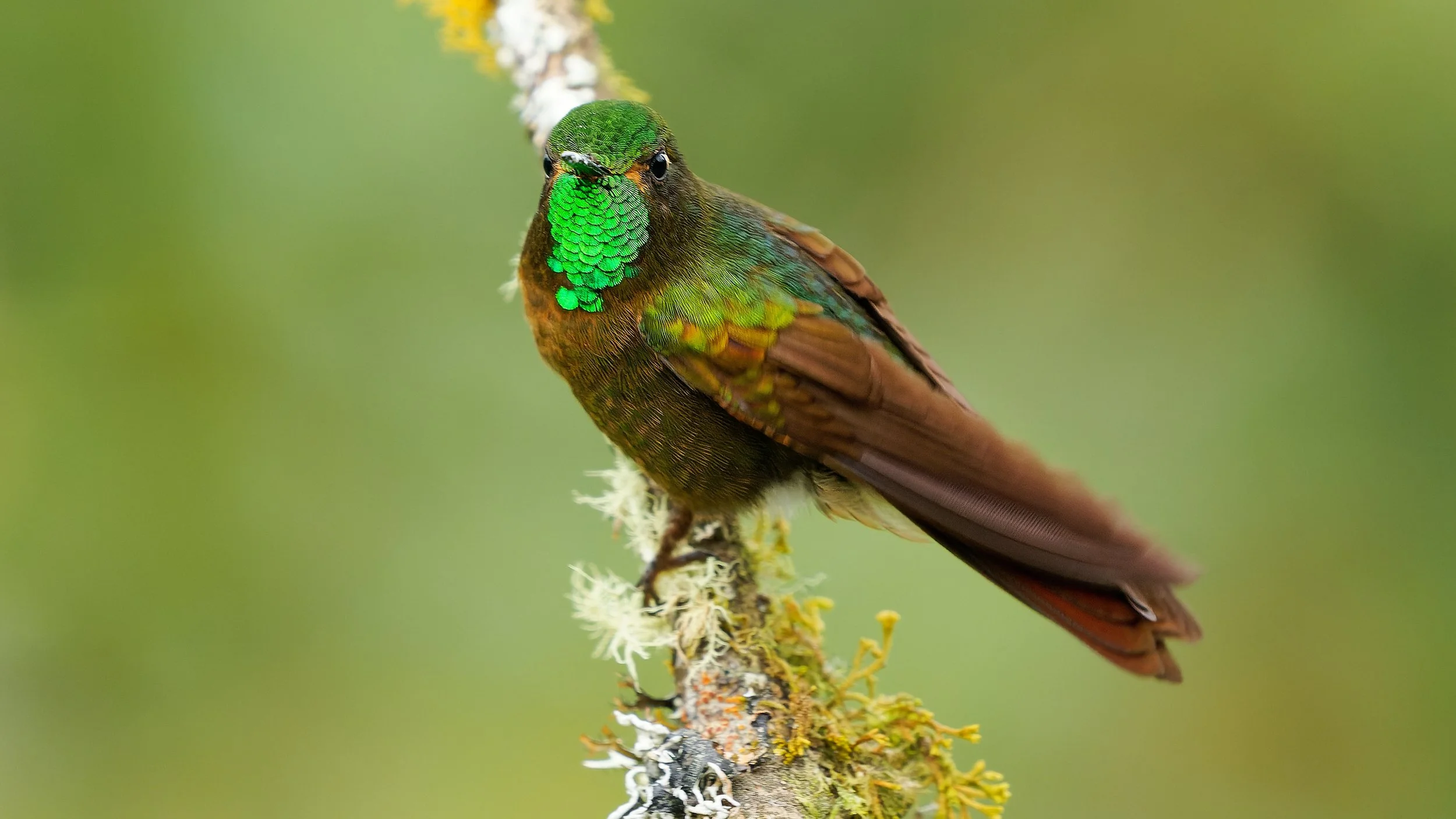 Tyrian Metaltail (Metallura tyrianthina).jpg