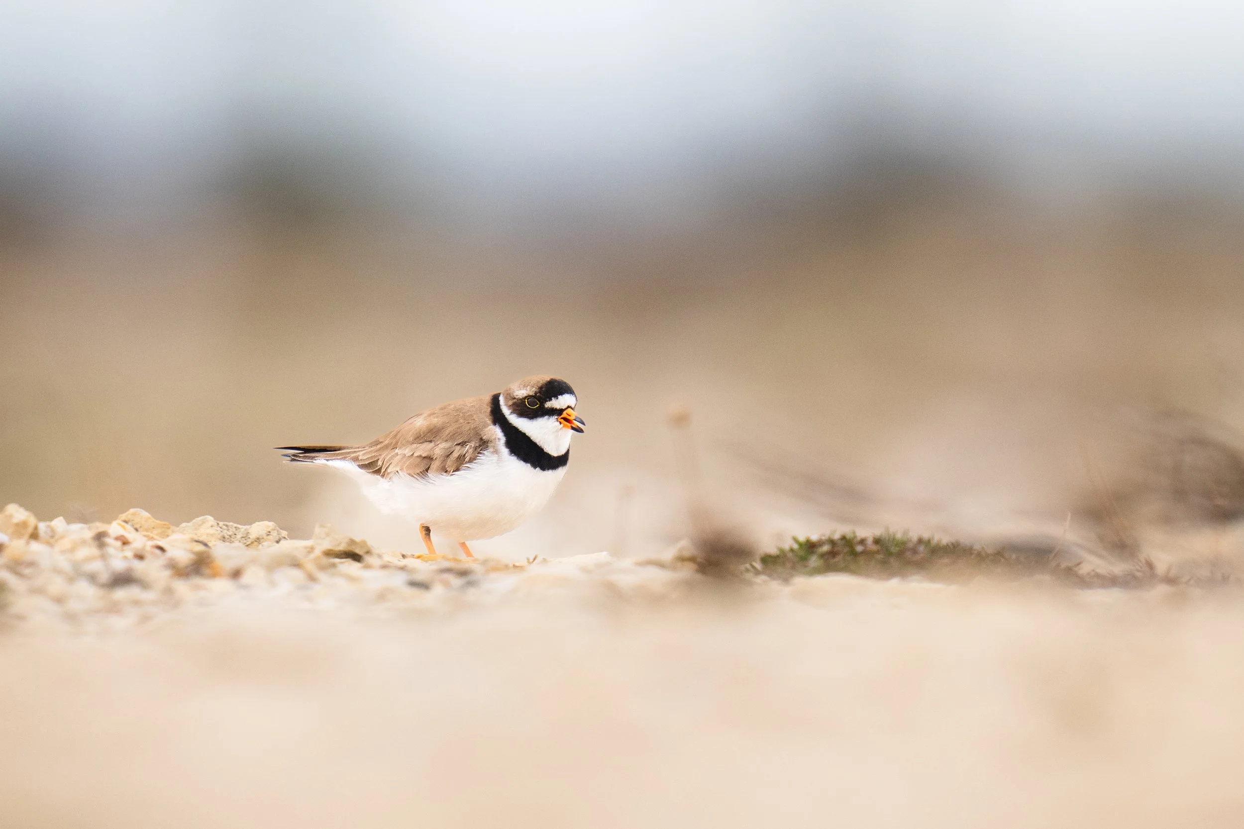 Semi-palmated Plover-9759.jpg