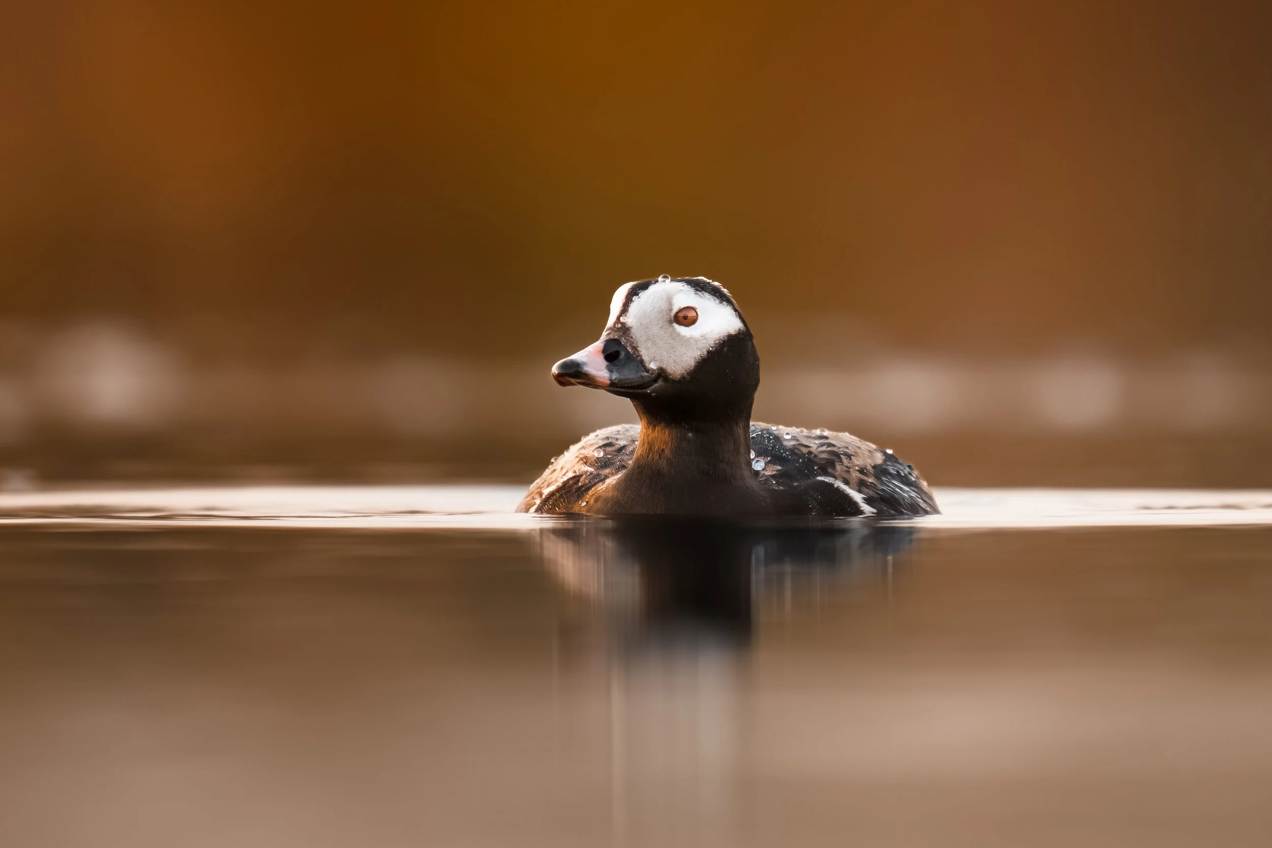Longtail Drake-8621.jpg