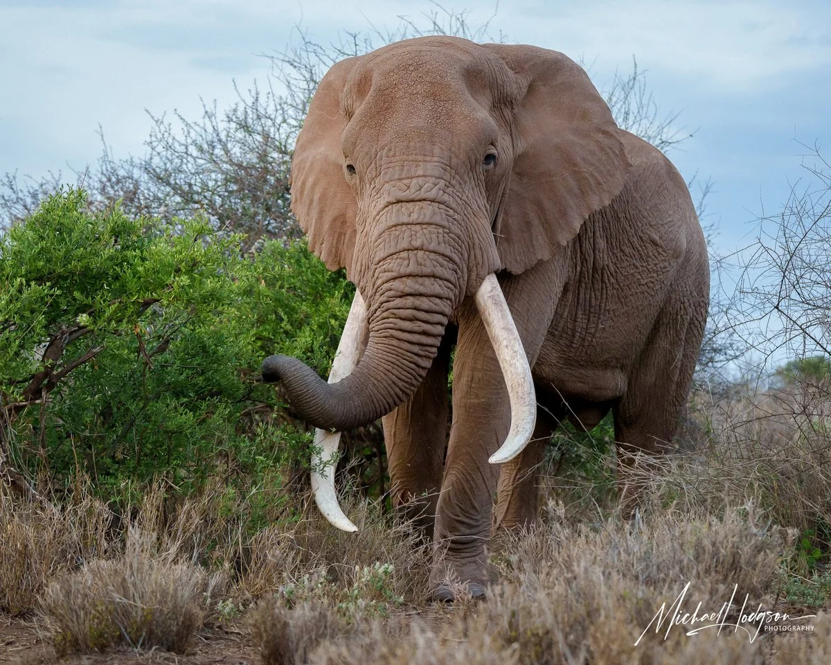 Tee-Jay-Amboseli-Big-Tuskers-0495504955-IG.jpeg