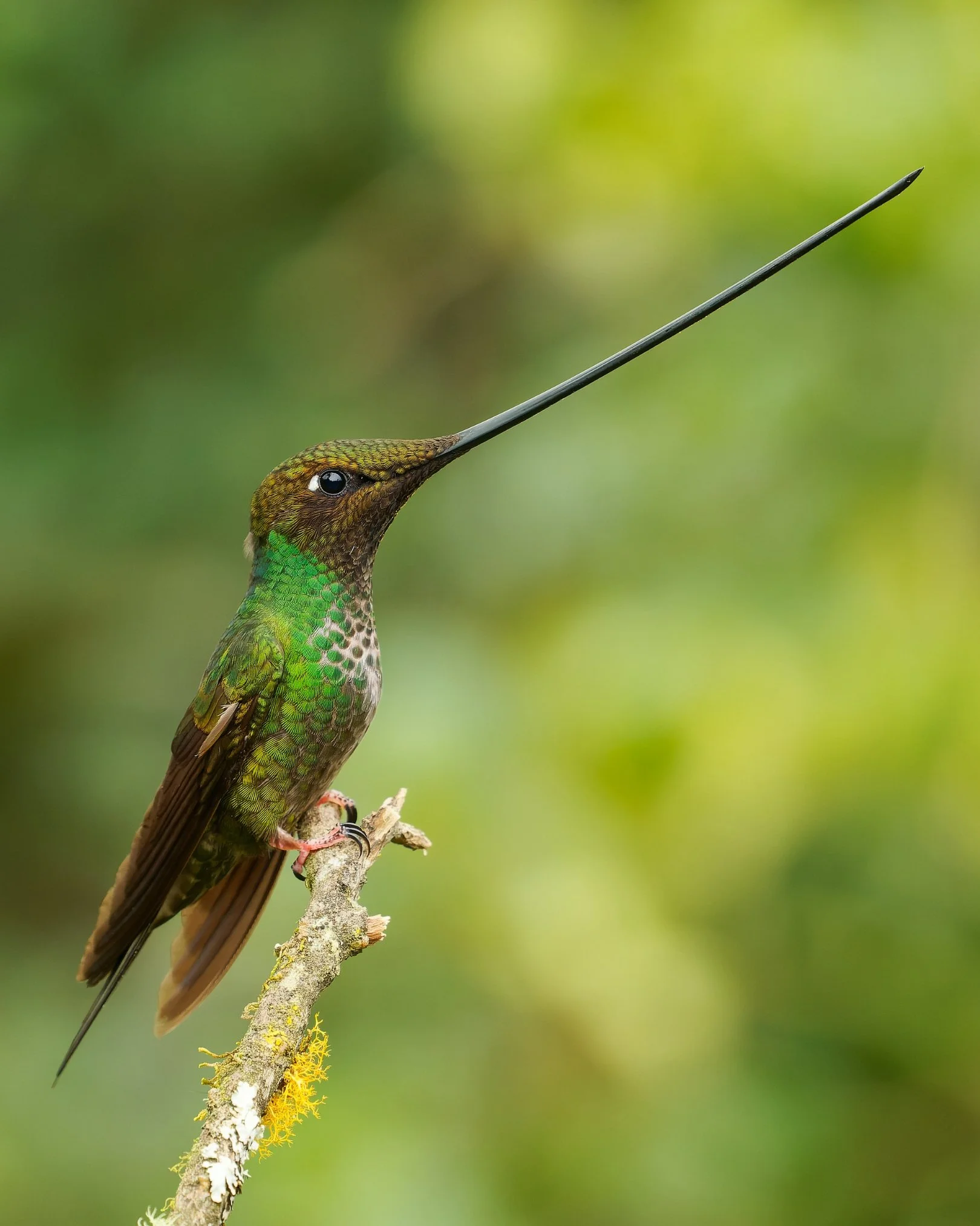 Sword-billed Hummingbird (Ensifera ensifera).jpg