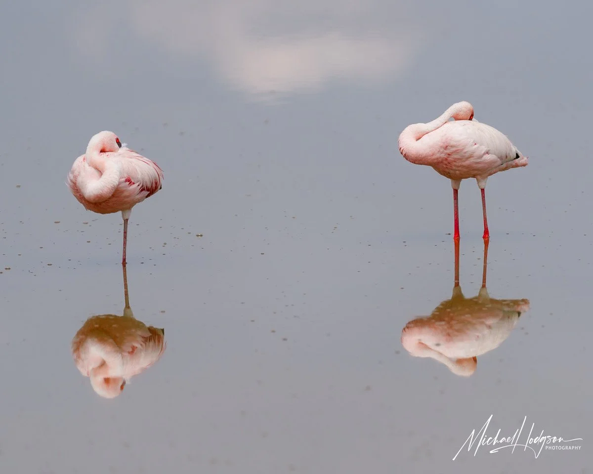 Lesser-Flamingo-Resting-Reflection-Amboseli-National-Park-0583005830-IG.jpeg