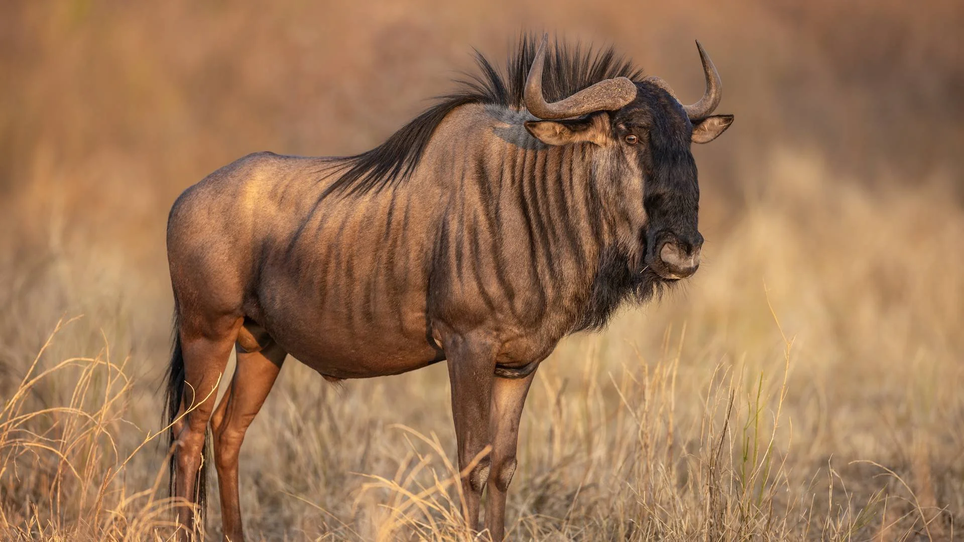Sabine_Stols_Wildebeest.jpg