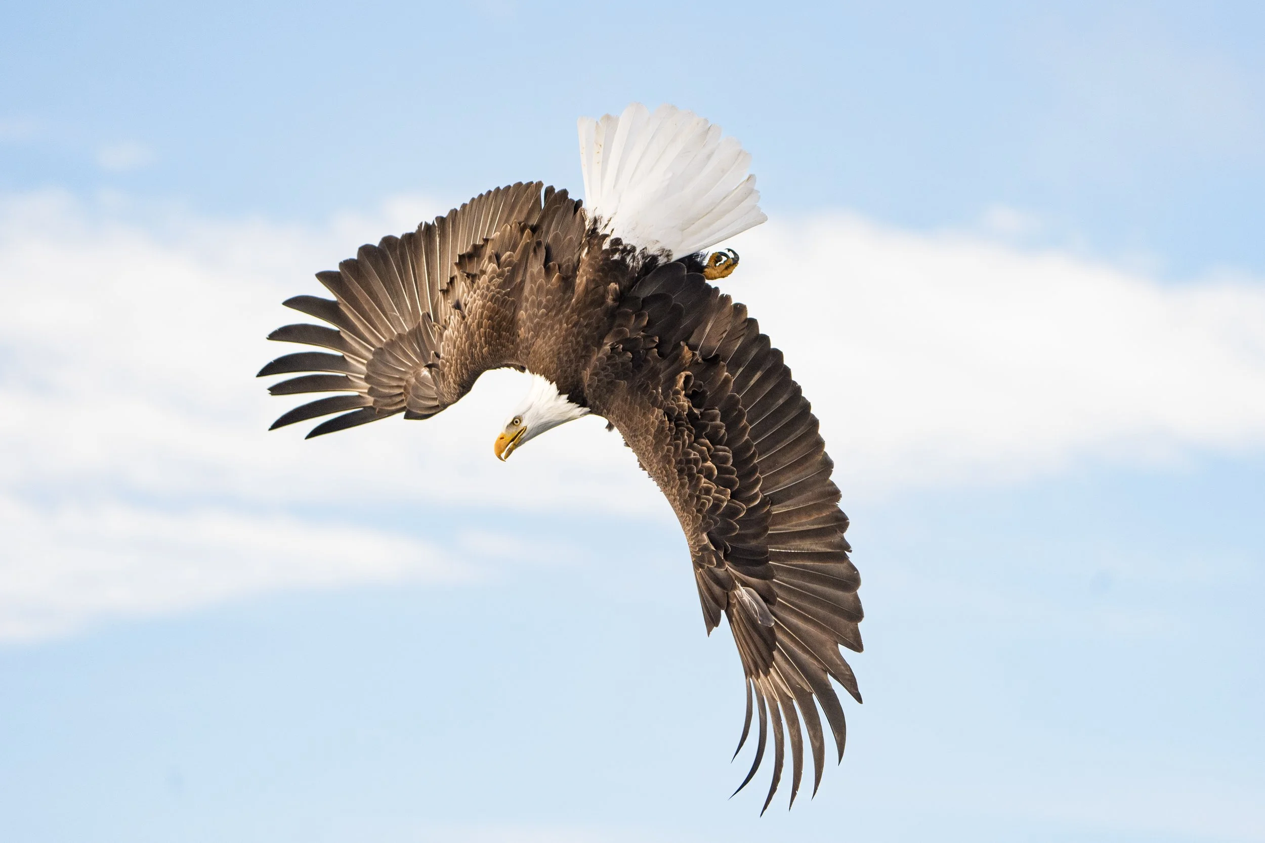Bald Eagle Pivots and Dives Straight Down to the Water