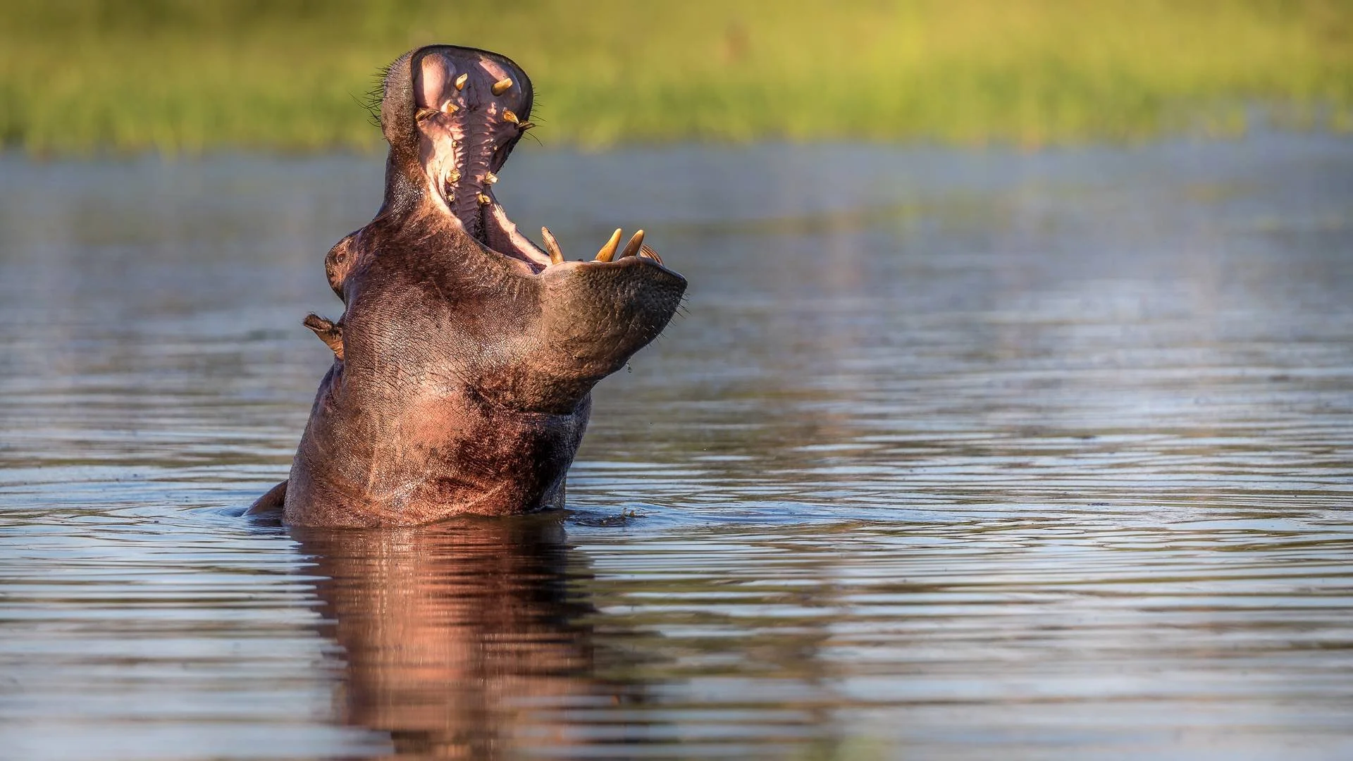 hippo.jpg