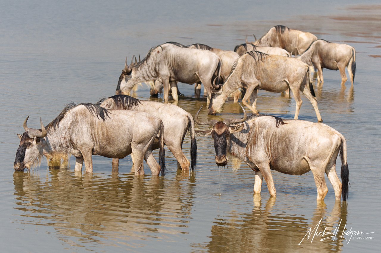 Wildebeest-at-Waterhole-Nairobi-National-Park-5938-ARW_DxO-IG.jpeg
