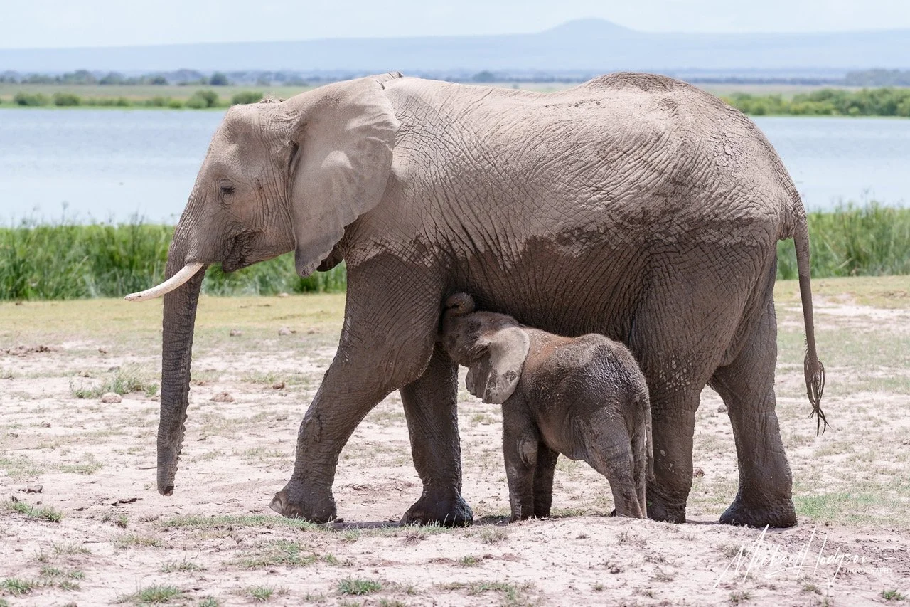 Nursing-Baby-Elephant-Amboseli-National-Park-0593605936-IG.jpeg