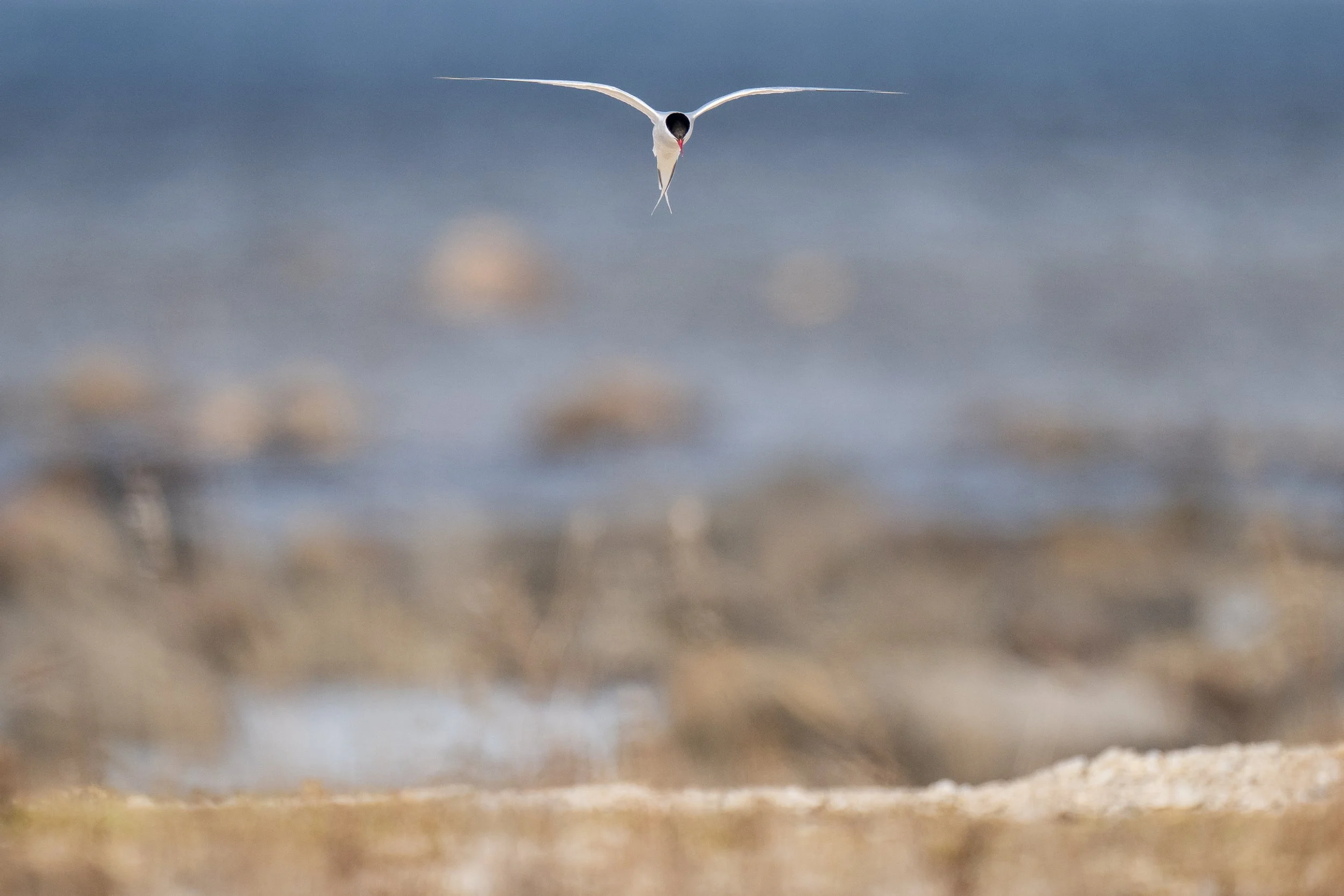 Arctic Tern in Flight Stygge Creek-5498.jpg