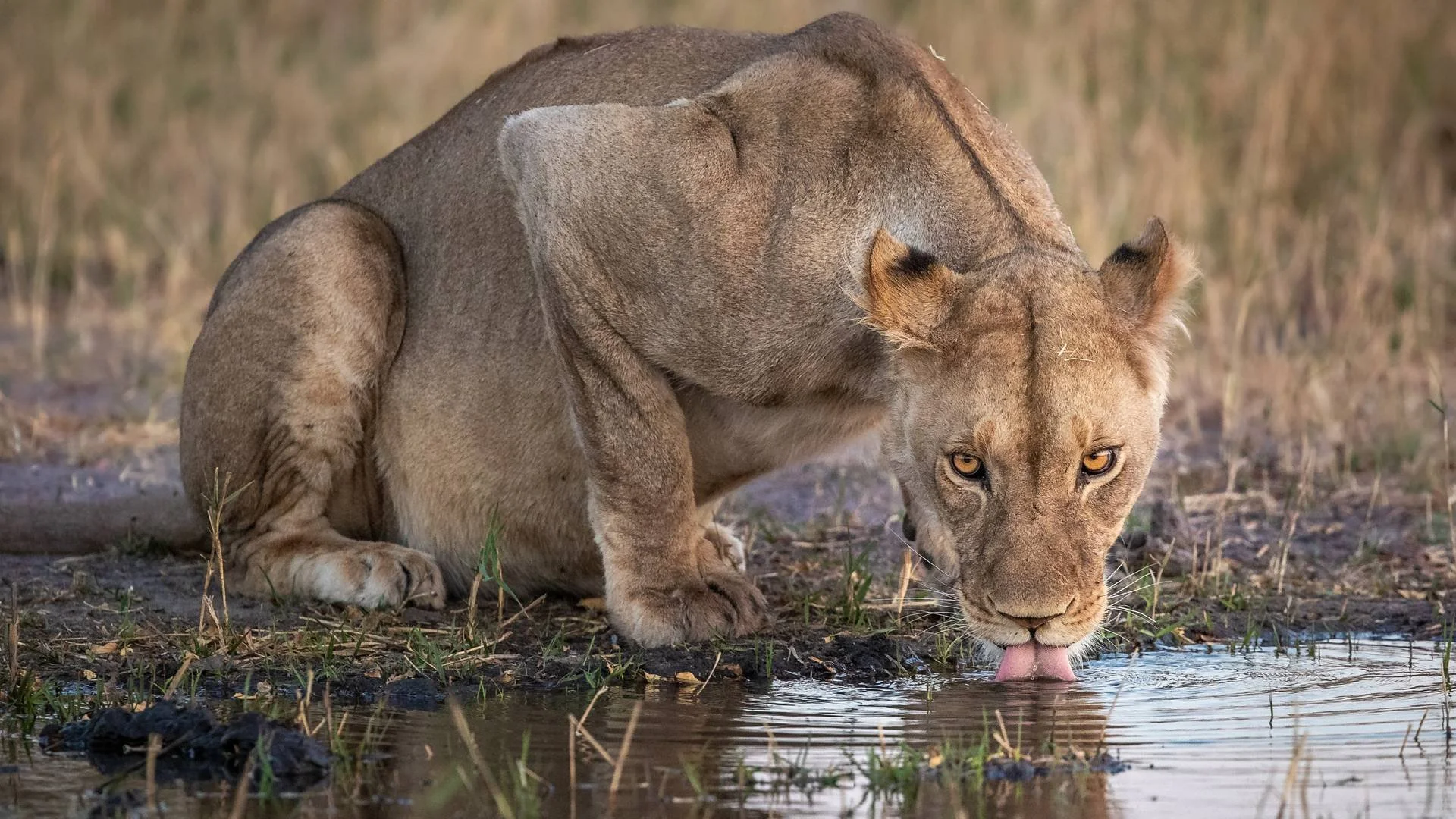 Lioness_Drinking_Khwai_Sabine_Stols.jpg