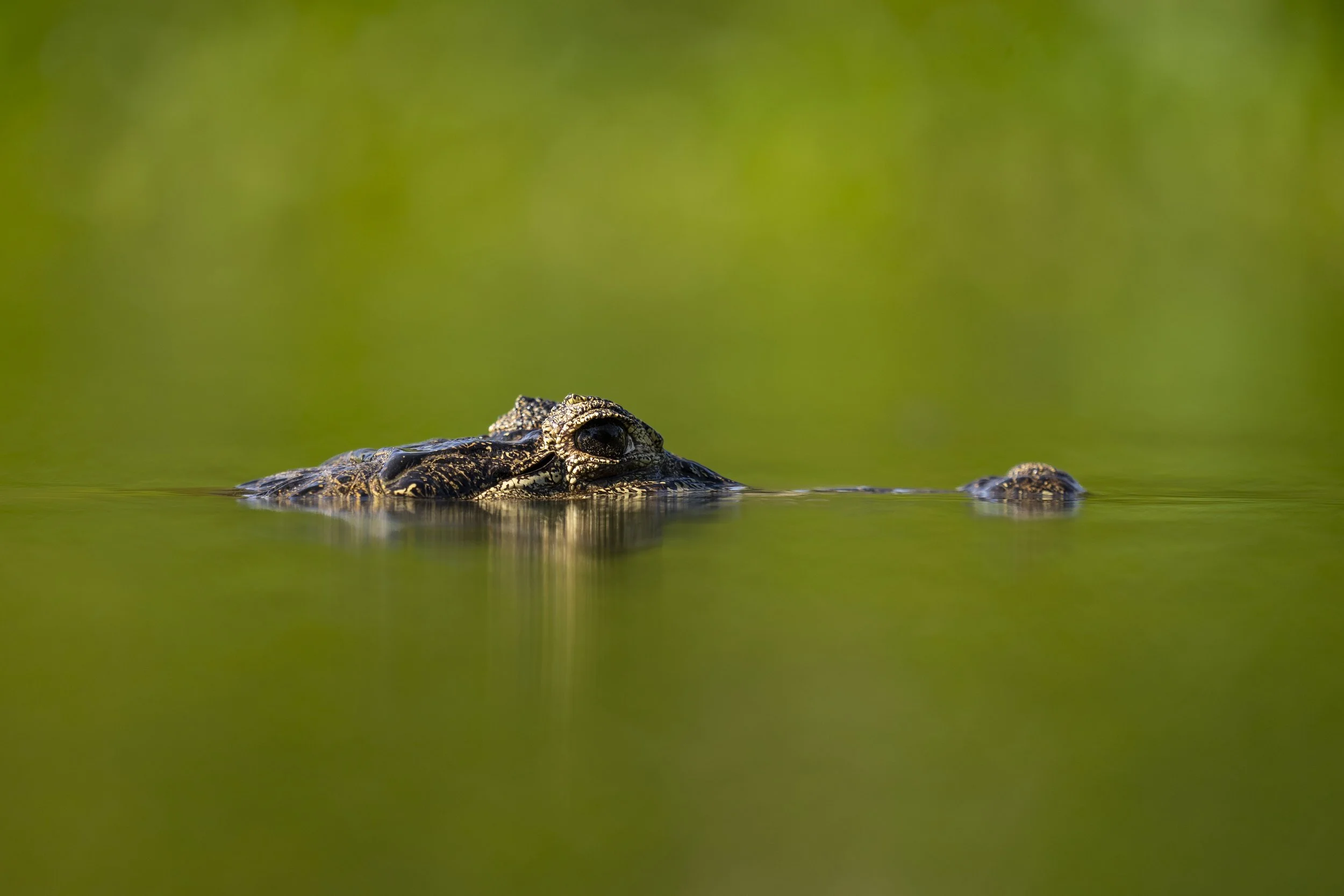 Caiman with Handle edited-1472.jpg