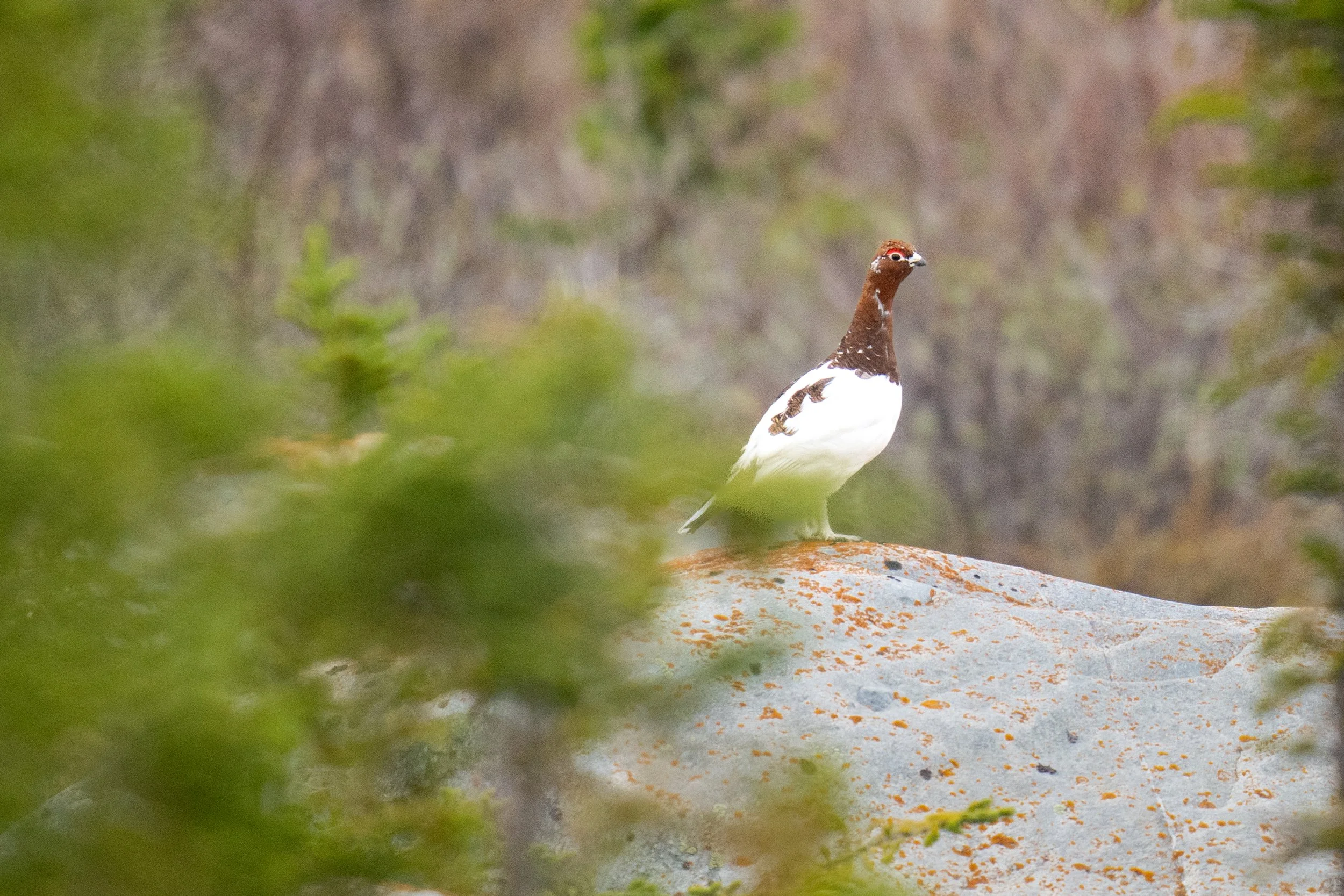 Willow Ptarmigan-8828.jpg