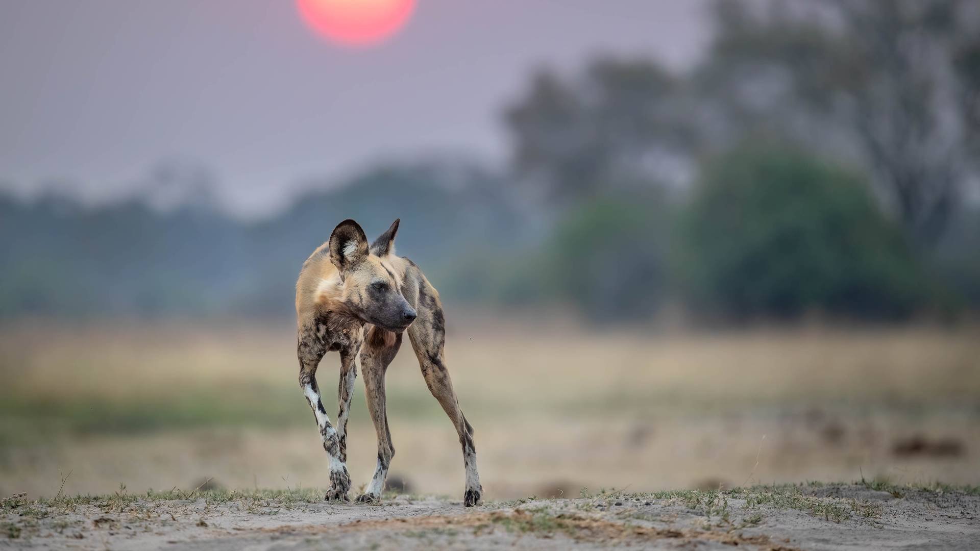 Wild+Dog+Sunset_Sabine+Stols_.jpg