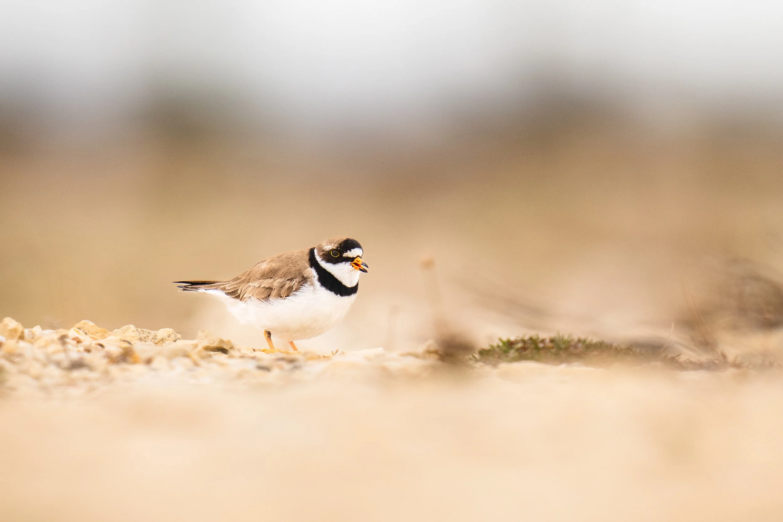 Semi-palmated plover-9759.jpg