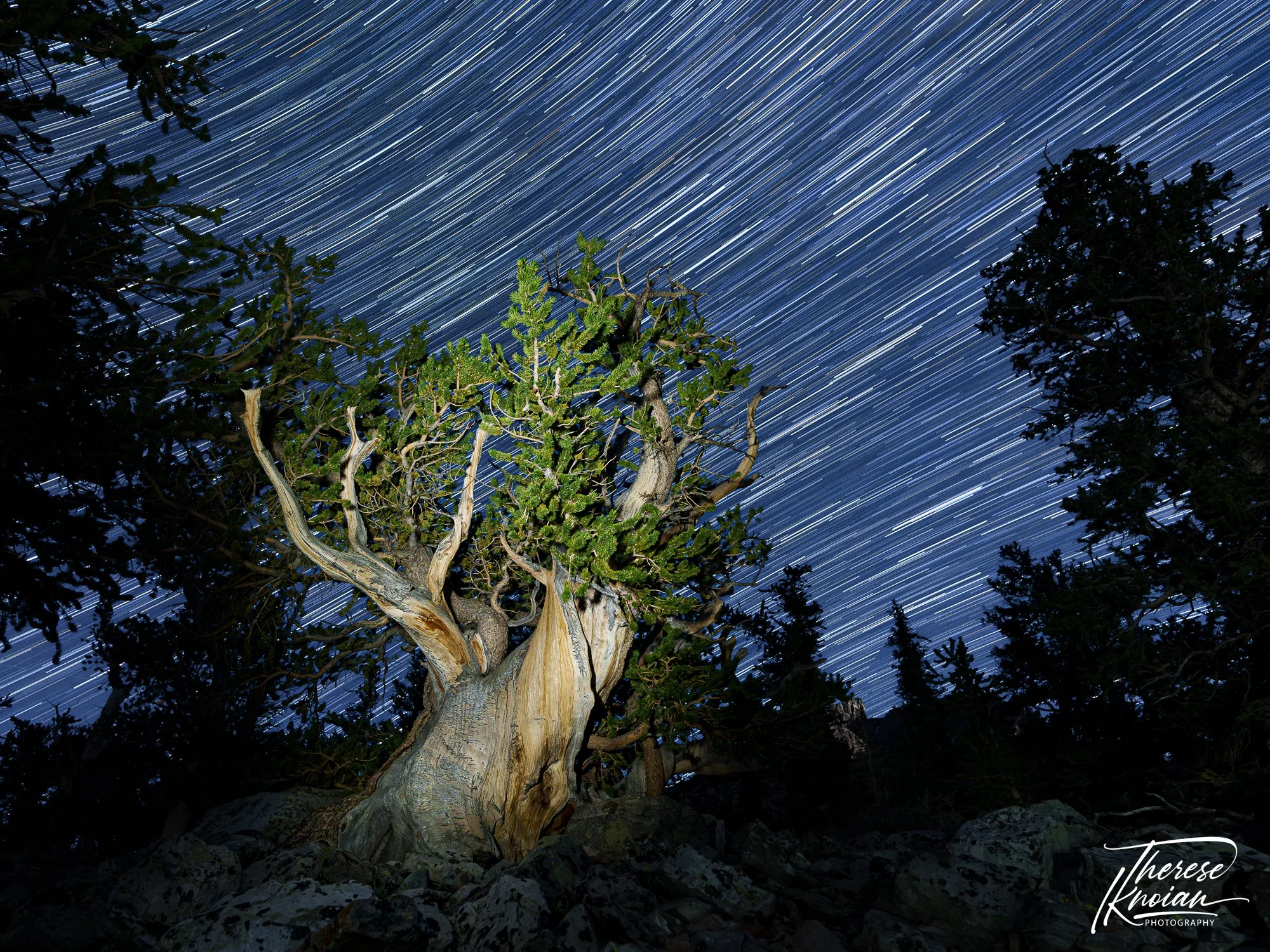 Therese_Bristlecone Great Basin.jpg