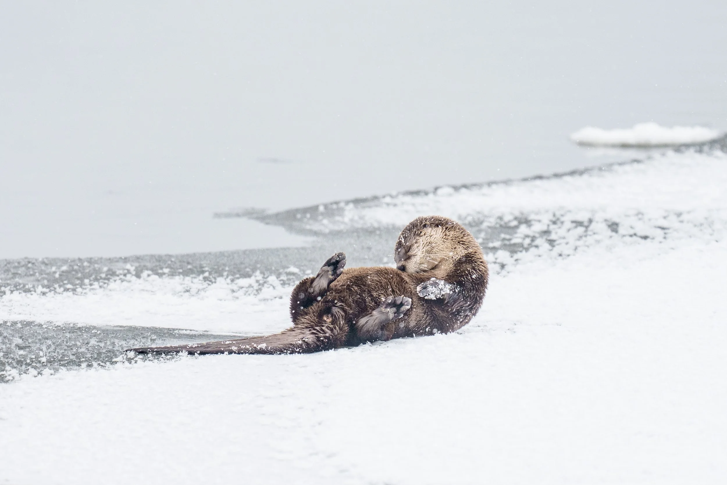 Snowy Otter-8746-2.jpg