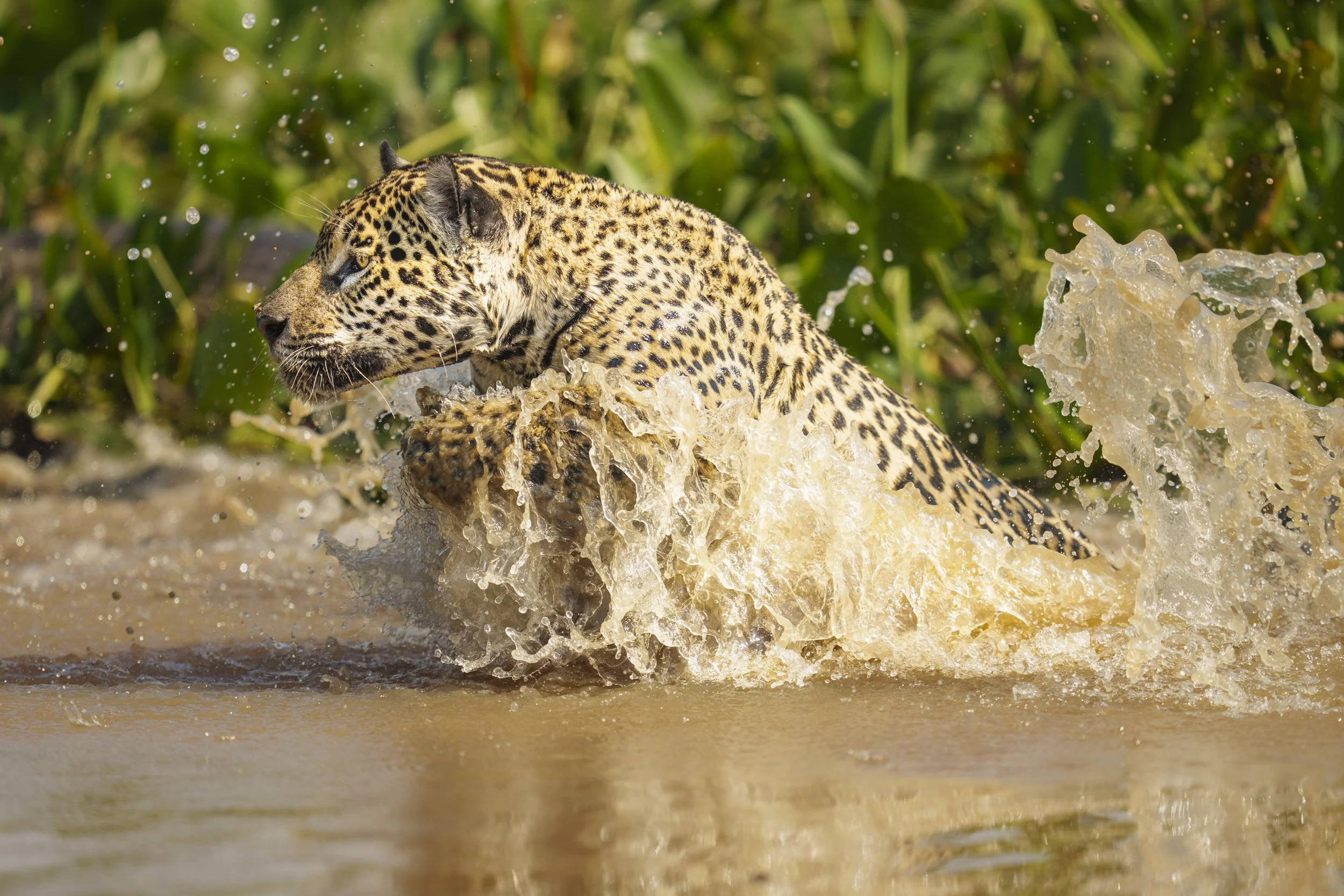 Jaguar Leap-10844.jpg