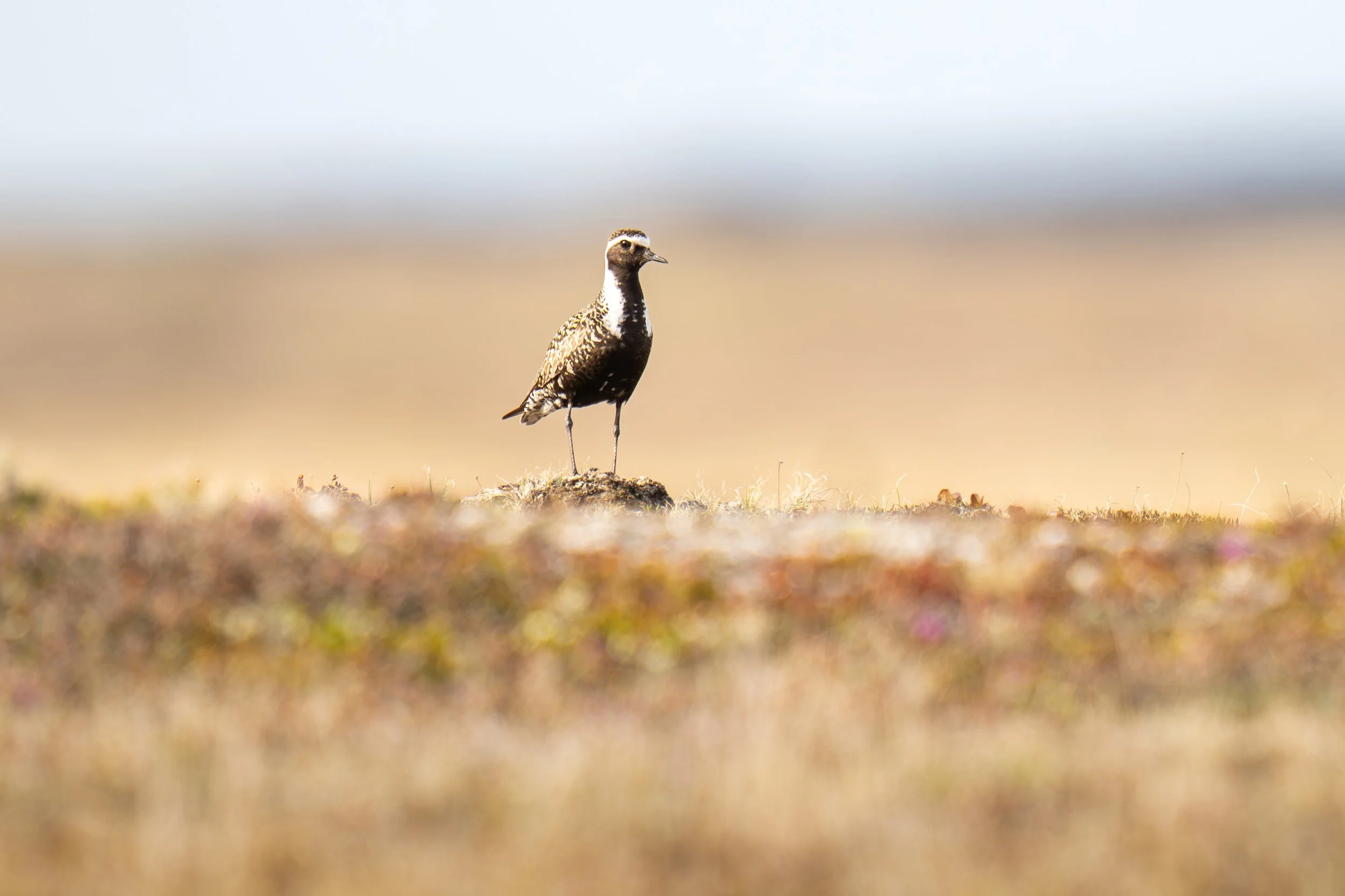 American Golden Plover-6705.jpg