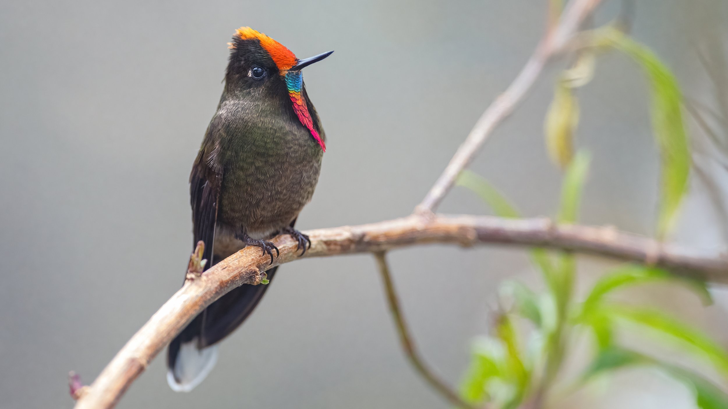 Rainbow-bearded Thornbill (Chalcostigma herrani).jpg