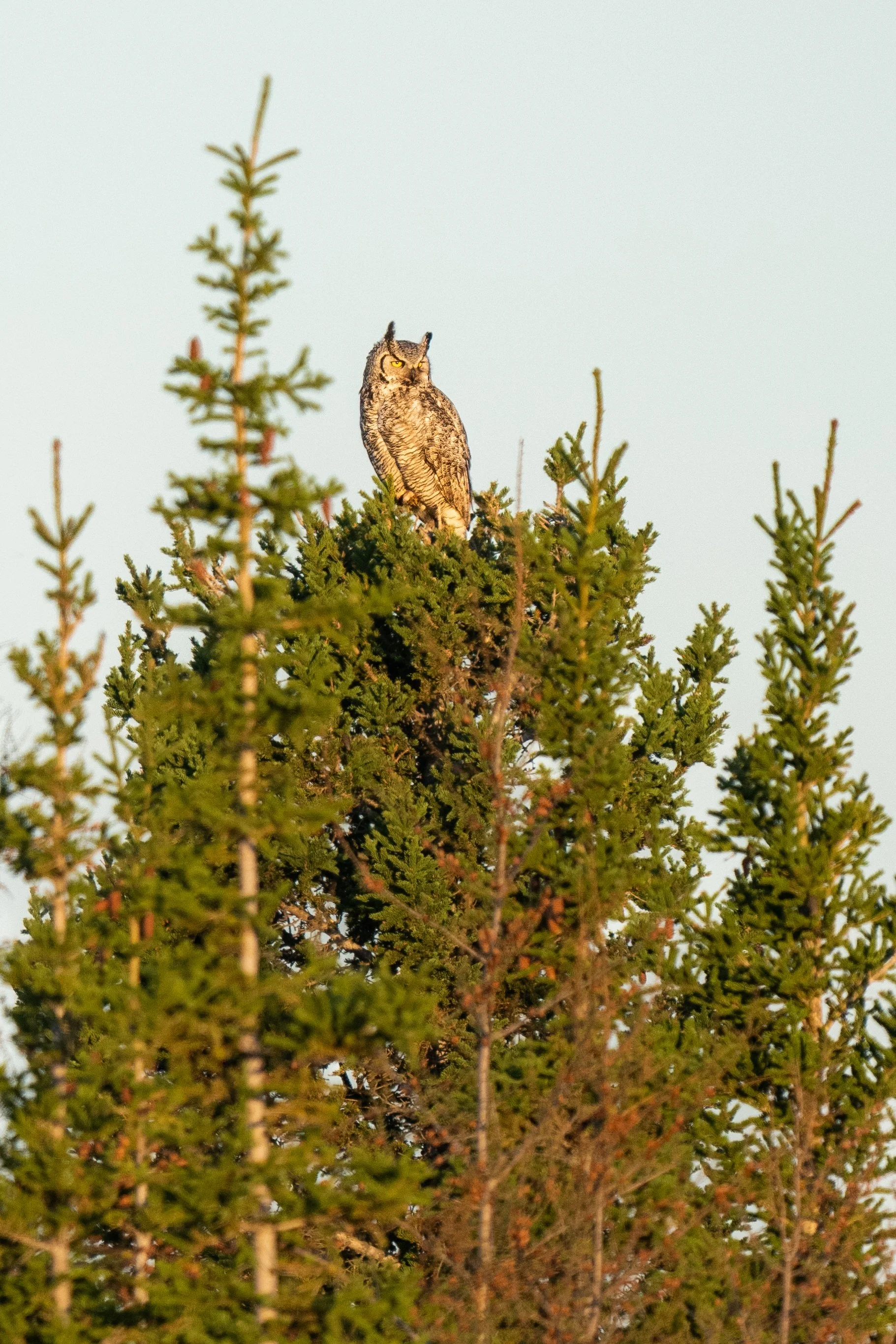 Great Horned Owl in Tree-1192.jpg