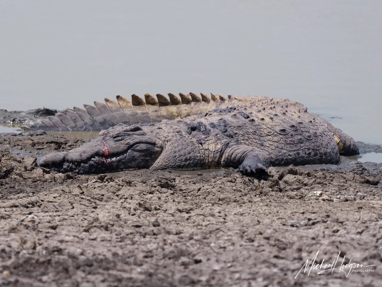 Crocodile-Nairobi-National-Park-63376337-IG.jpeg