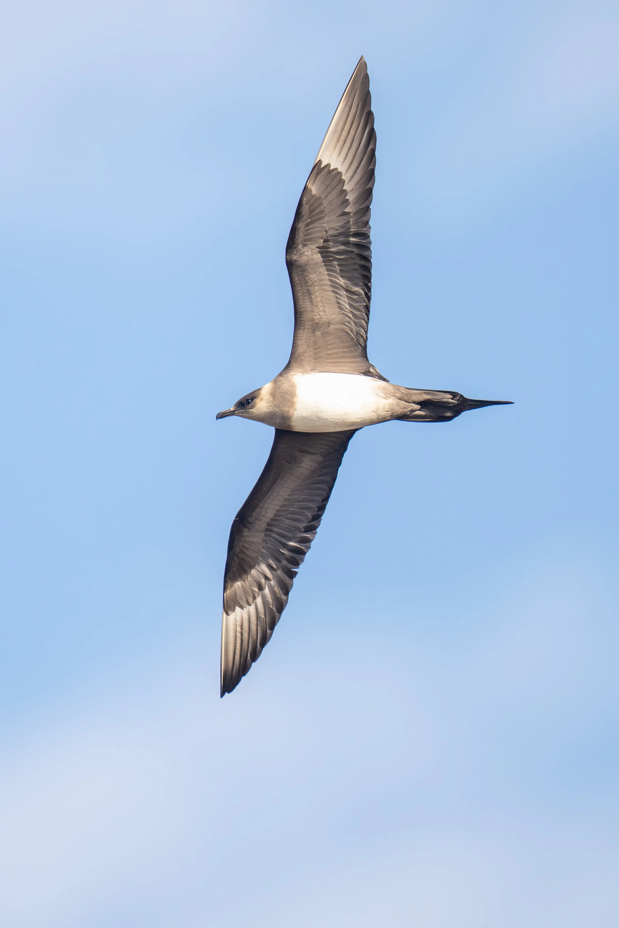 Parasitic jaeger in flight-0451.jpg