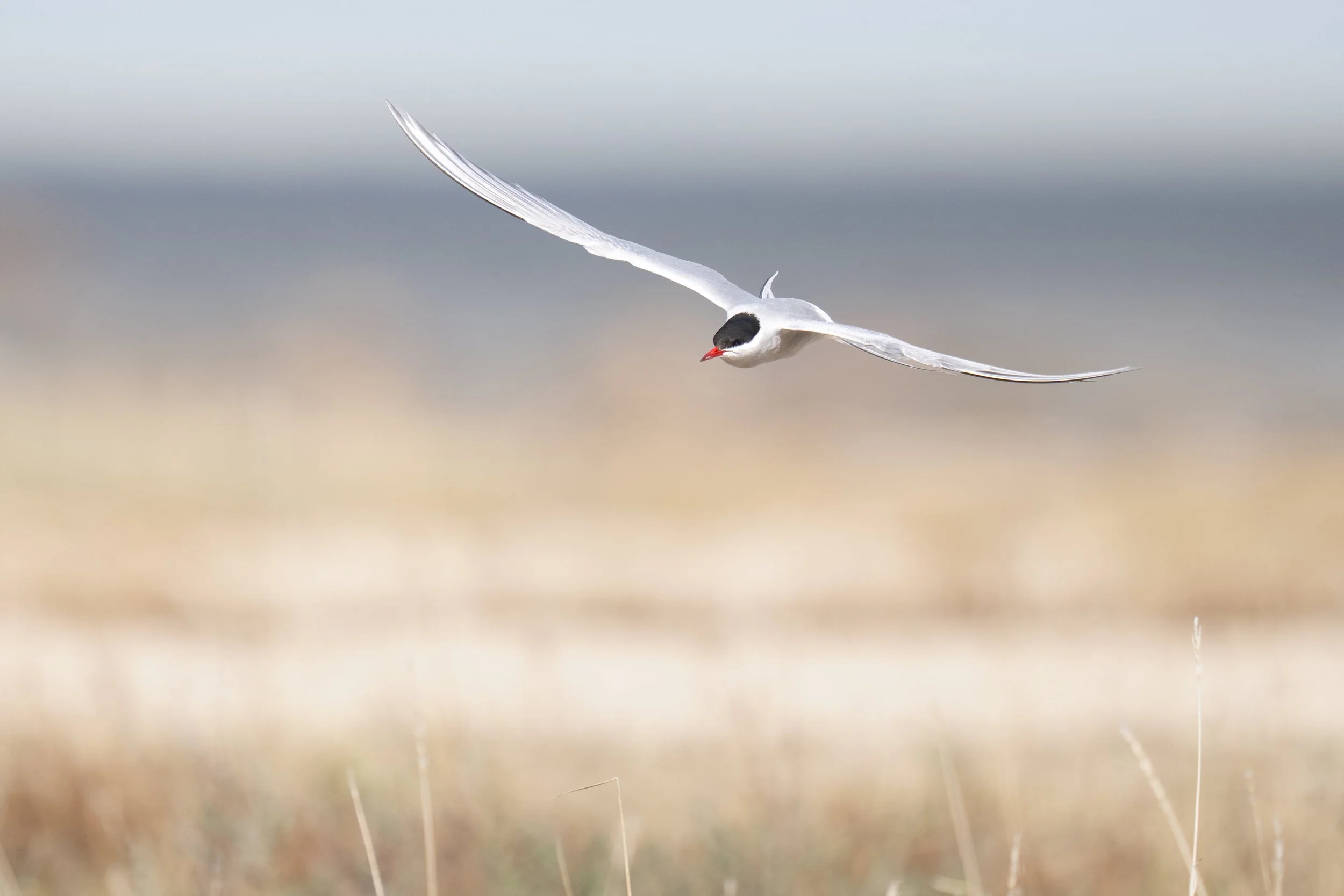 Close up Arctic Tern in Flight-3355.jpg