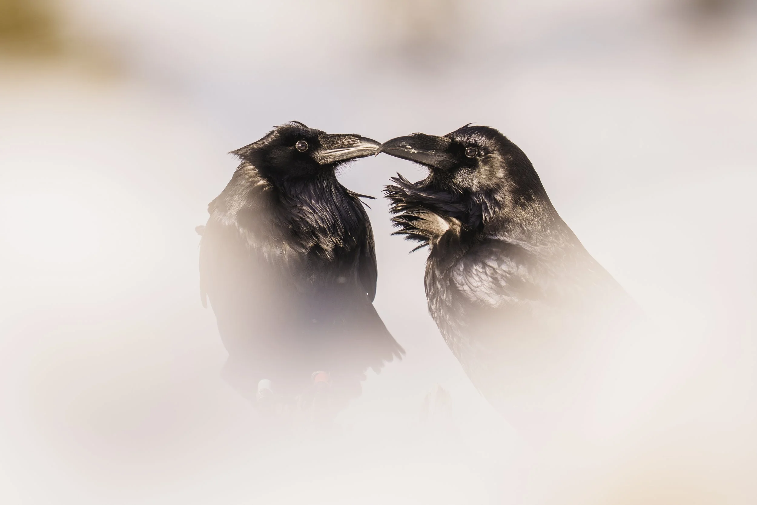 Ravens Together-9303.jpg