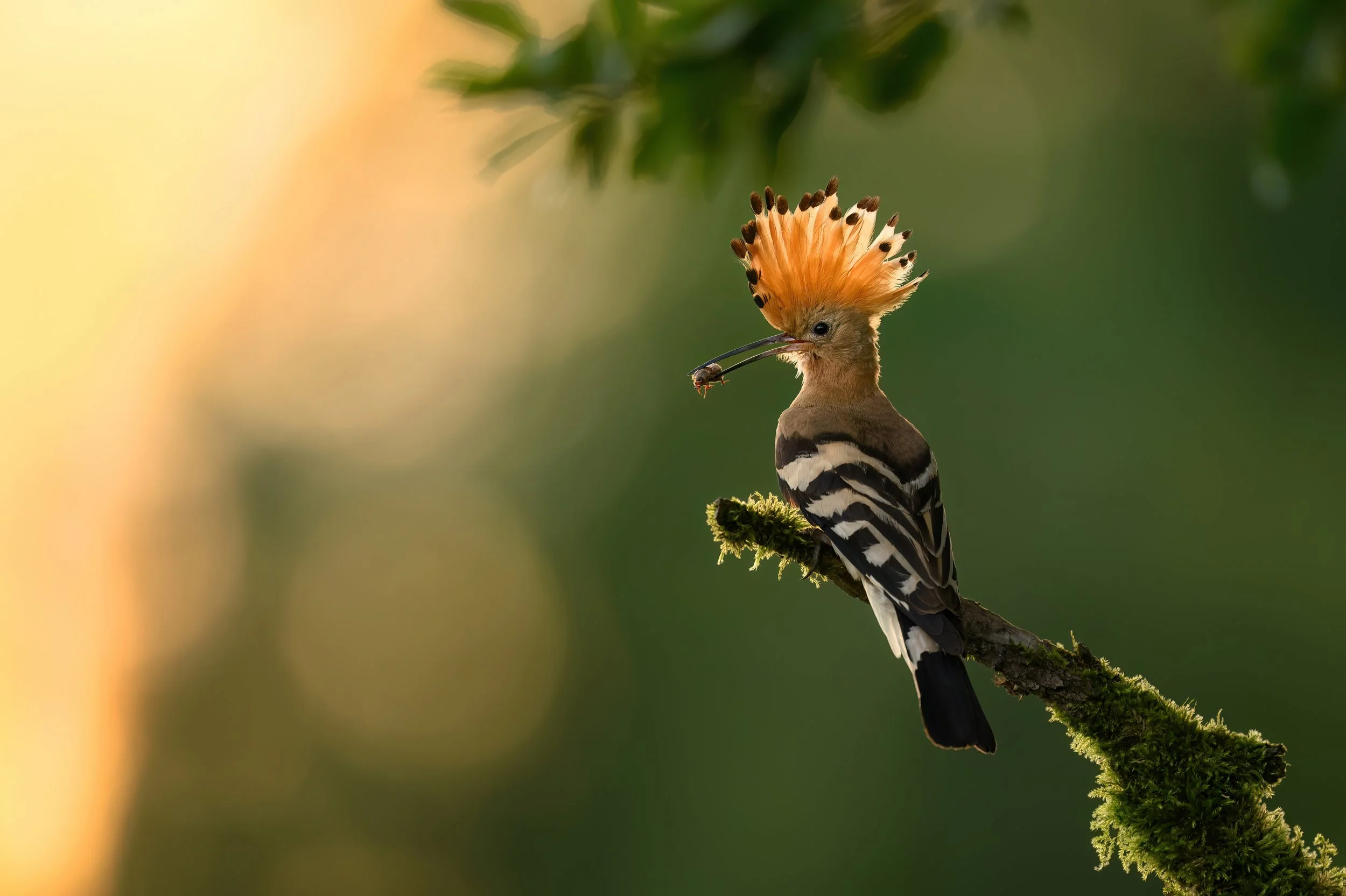 A colorful bird with an orange crest perched on a moss-covered branch, holding an insect in its beak.