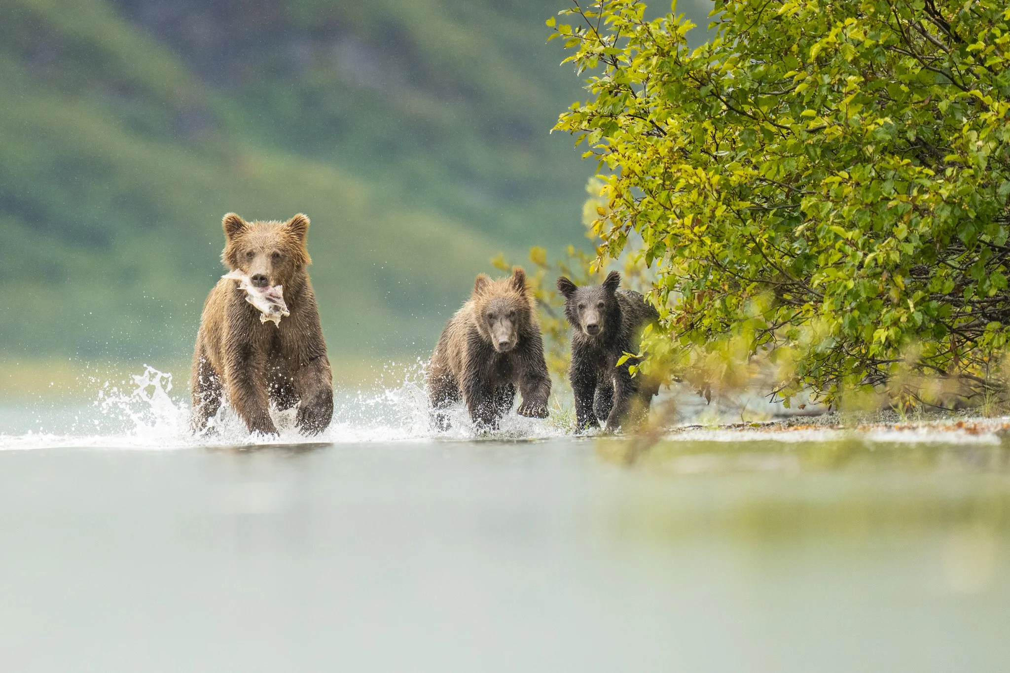 Three bears, including a cub, running through water near a green, leafy shoreline in Alaska.