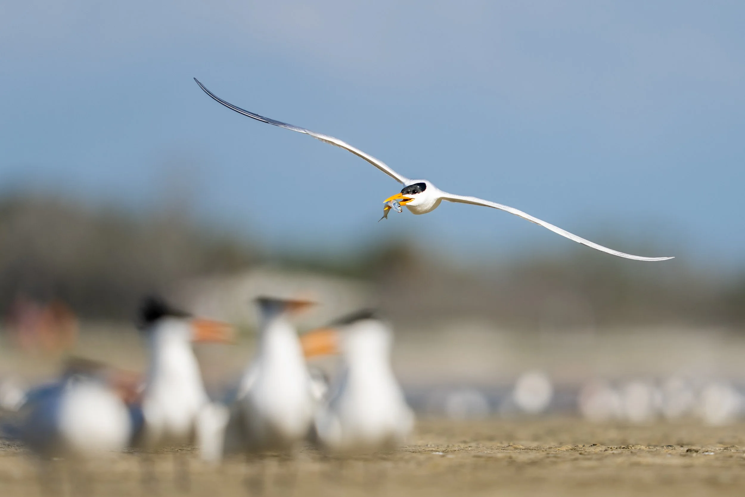 Royal Tern with Fish-9381.jpg