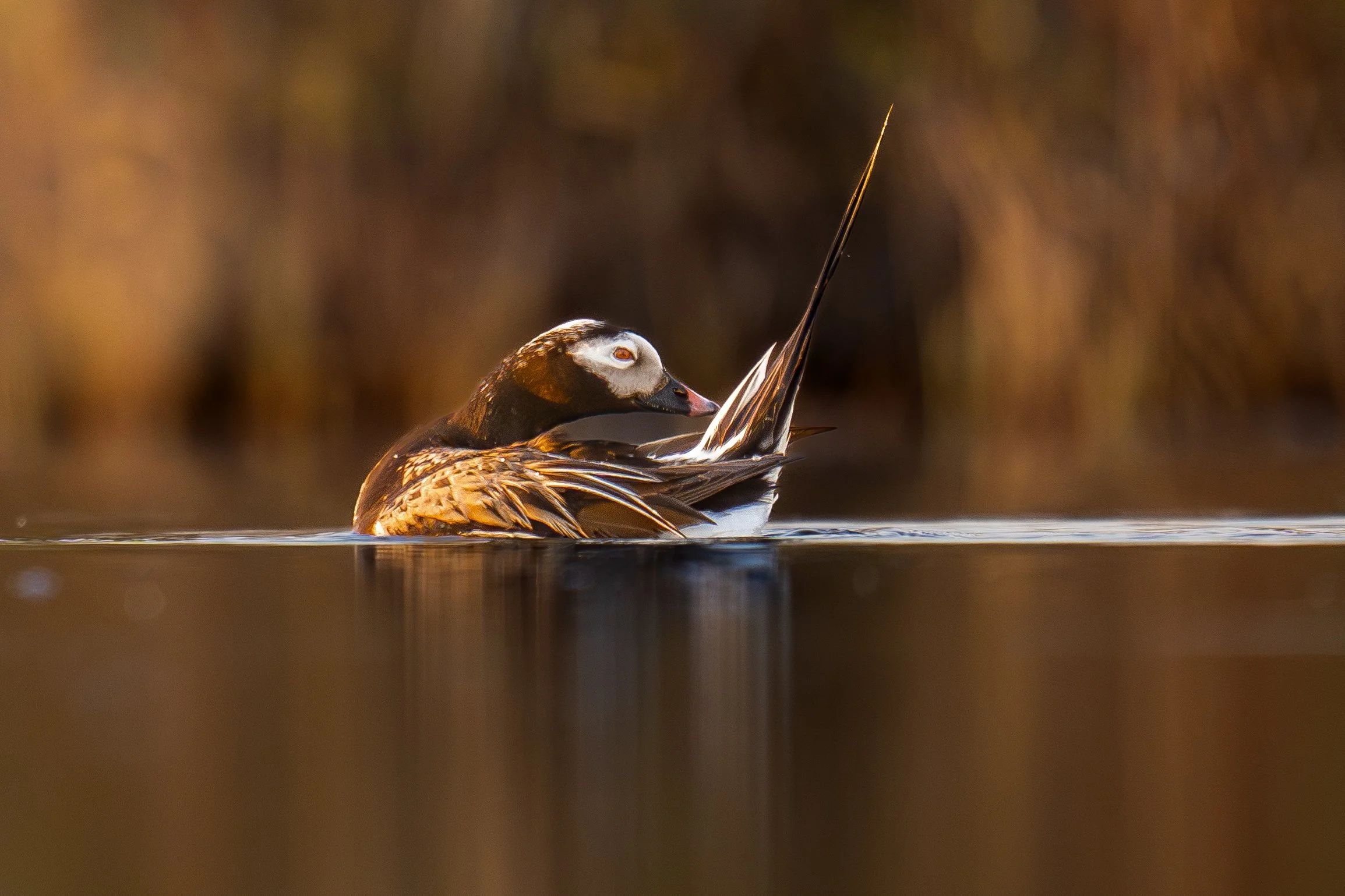 Longtail Duck Pose-2.jpg