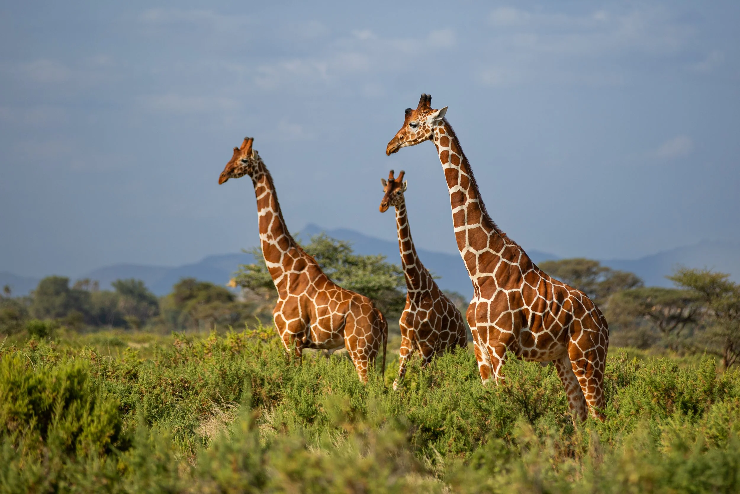iStock-2273628250.jpg