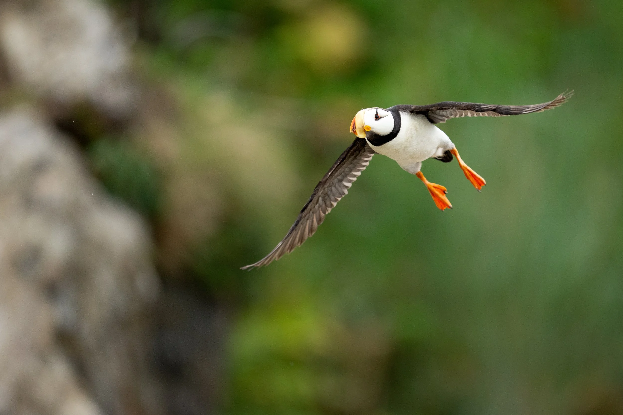 Puffins-977.jpg