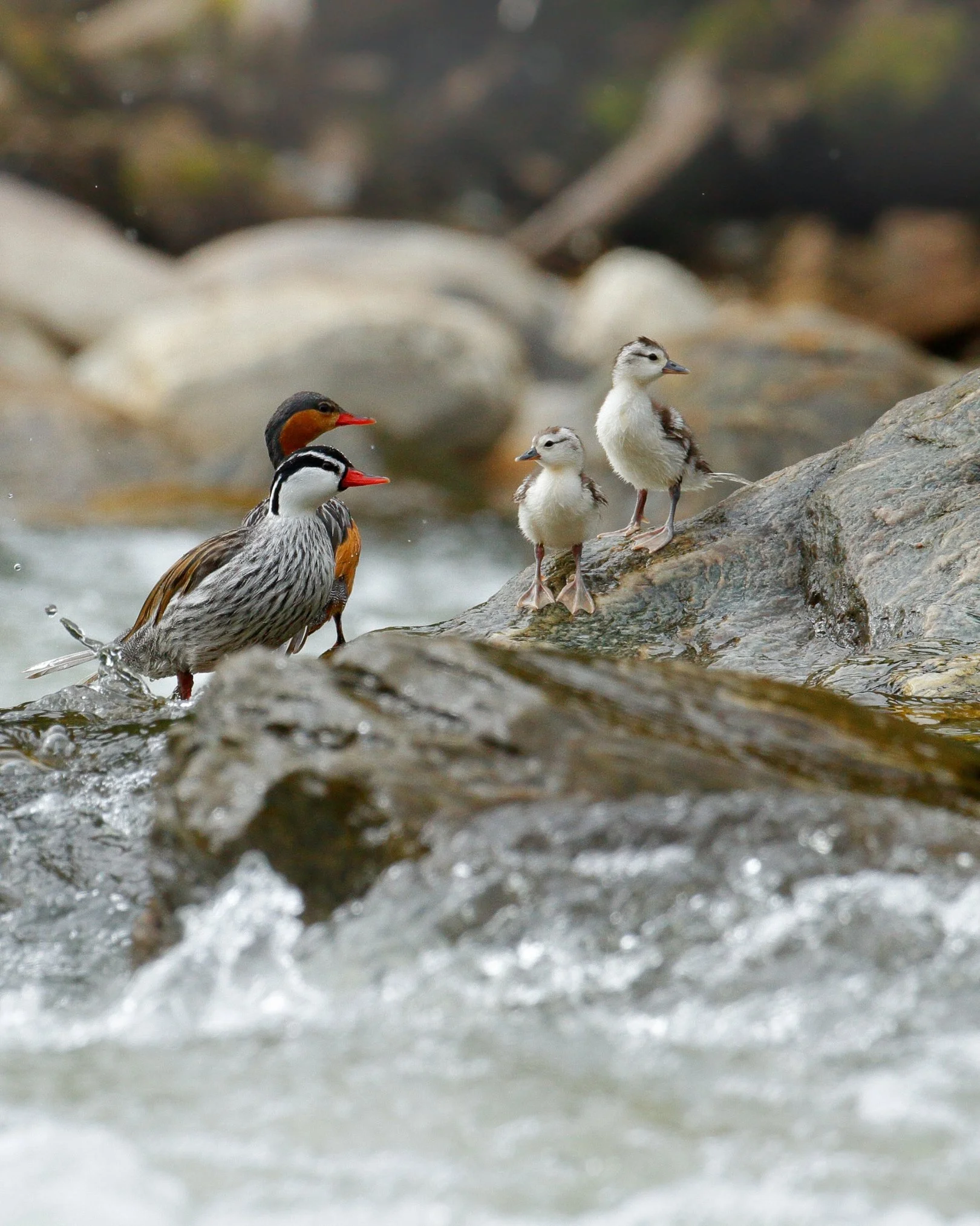 Torrent Duck (Merganetta armata).jpg