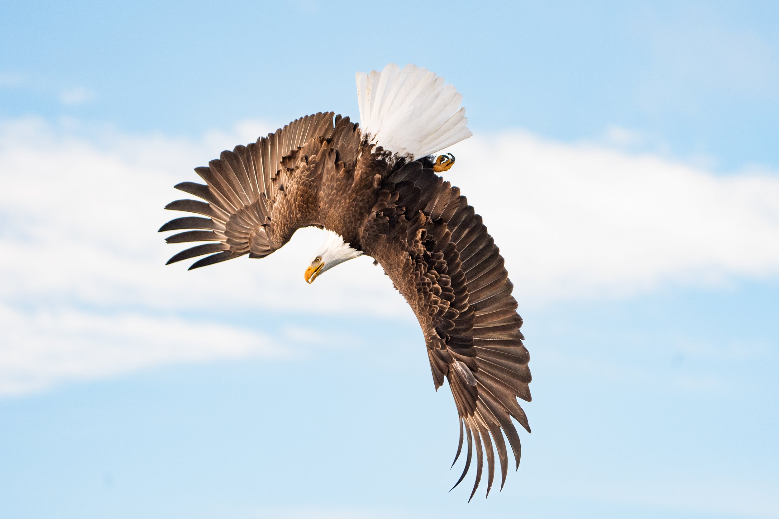 Bald Eagles-00104.jpg