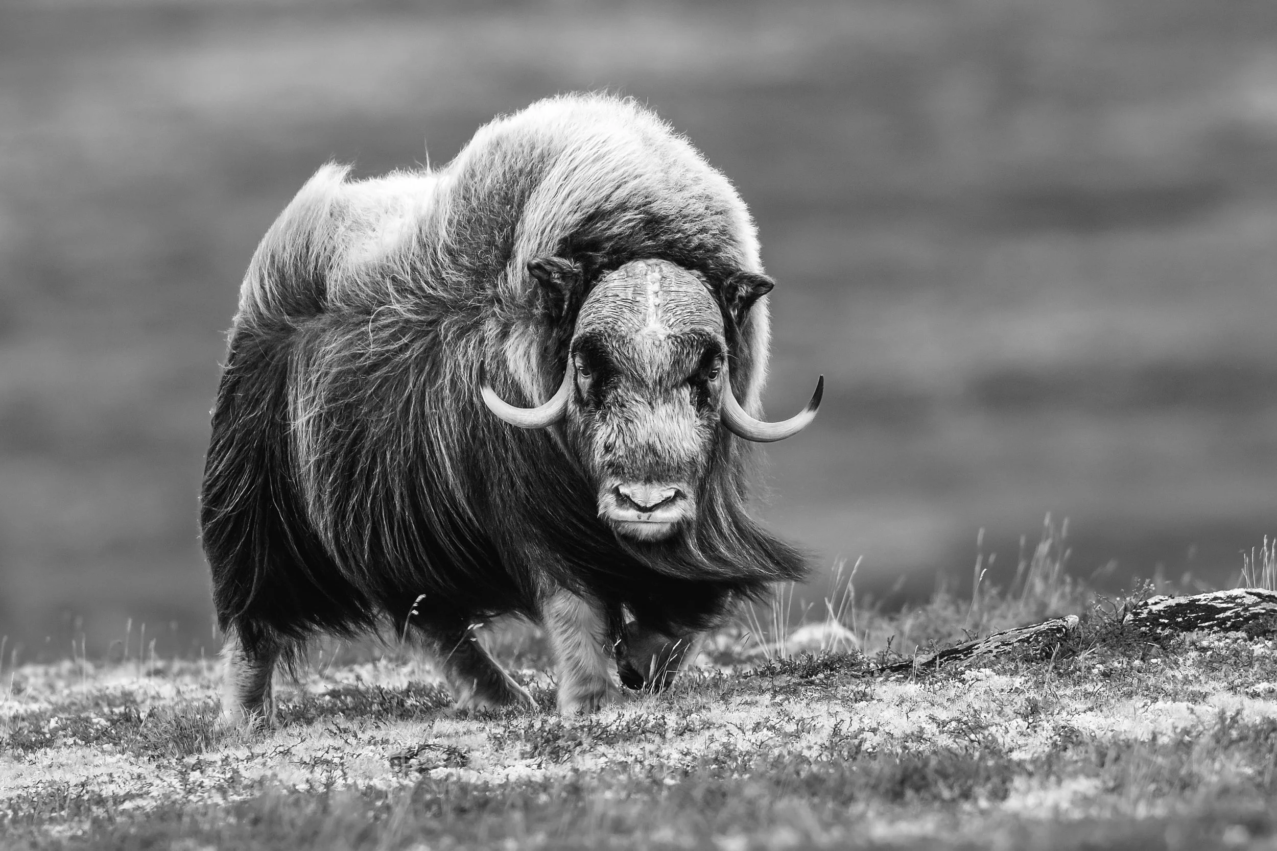 Black and white photo of a musk ox standing on grass with a blurred natural background.