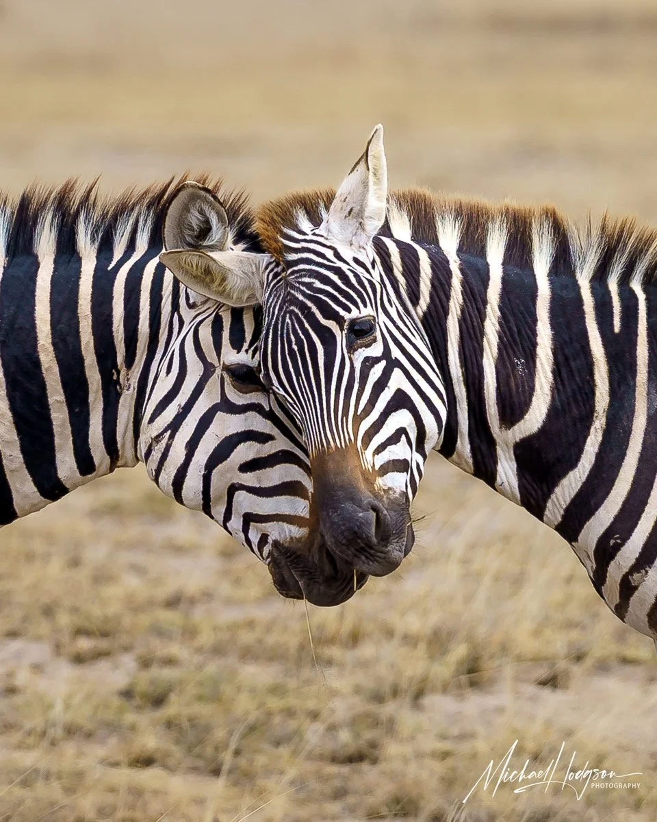 zebras-nuzzling-amboseli-73063437306343-IG.jpeg