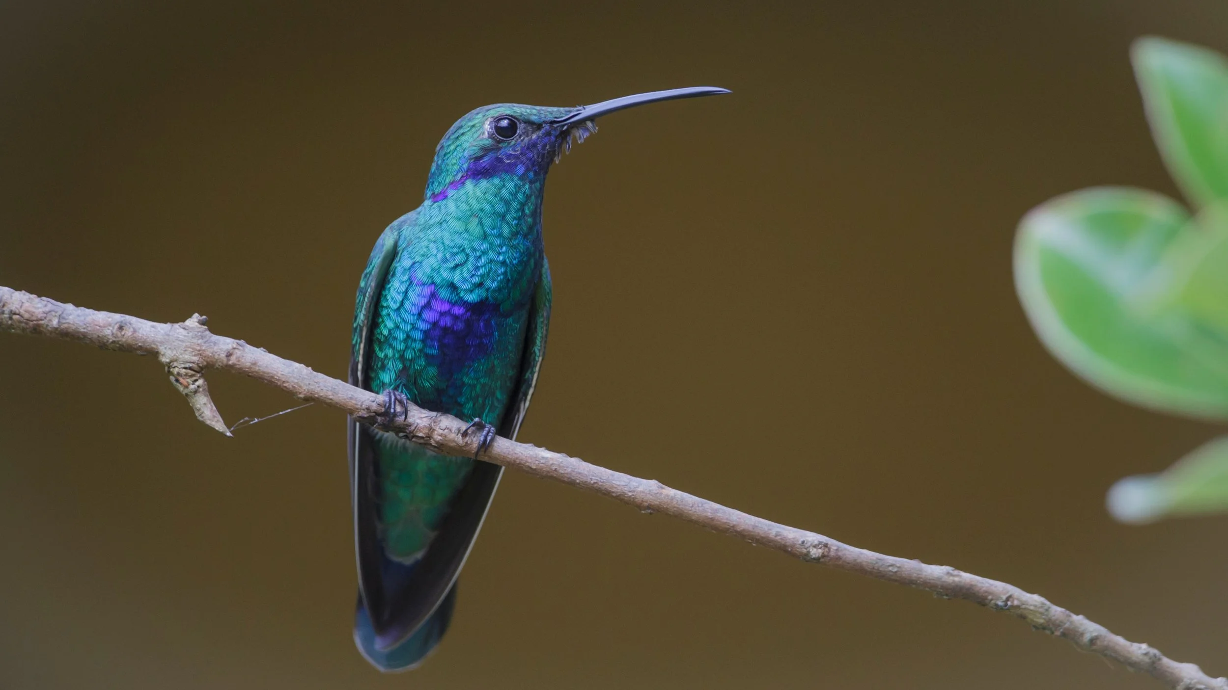 Lesser Violetear (Colibri cyanotus).jpg