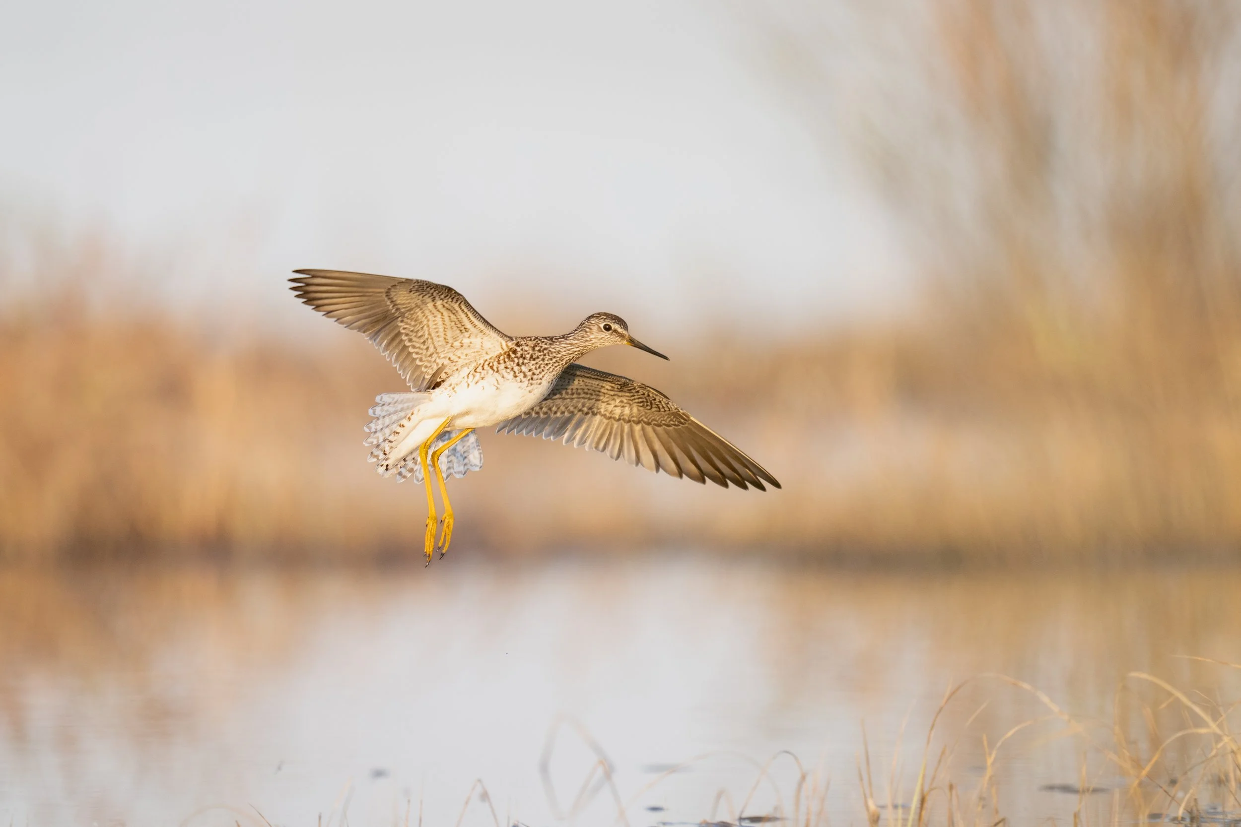 Lesser Yellowlegs-2.jpg