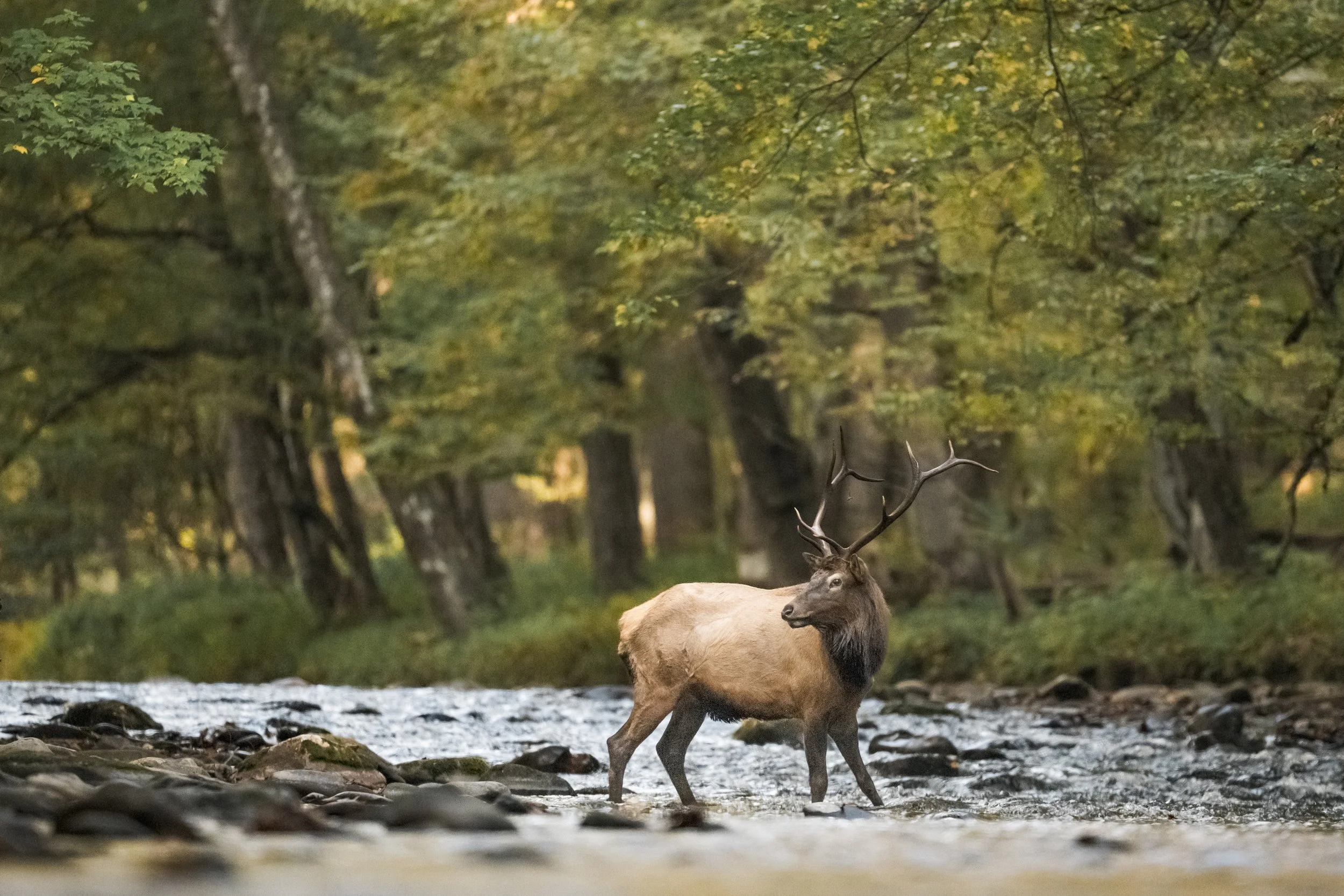 A moose standing in a shallow river surrounded by a forest with green and yellow leaves.