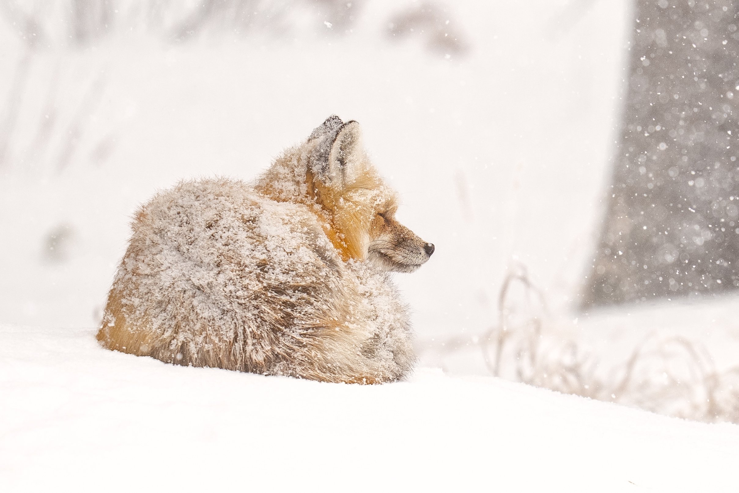 Fox in the Snow-7330.jpg