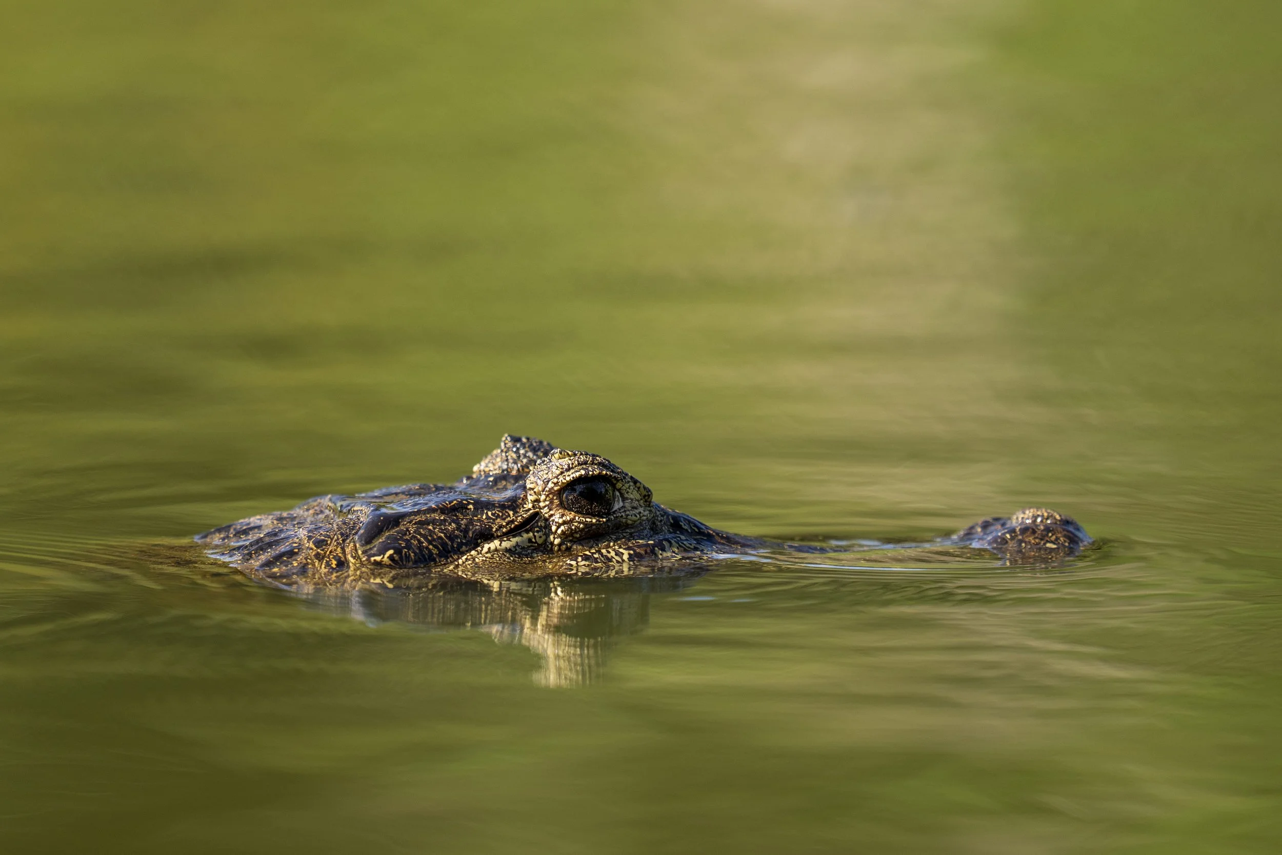 Caiman Seconds Later Sitting Up-1473.jpg