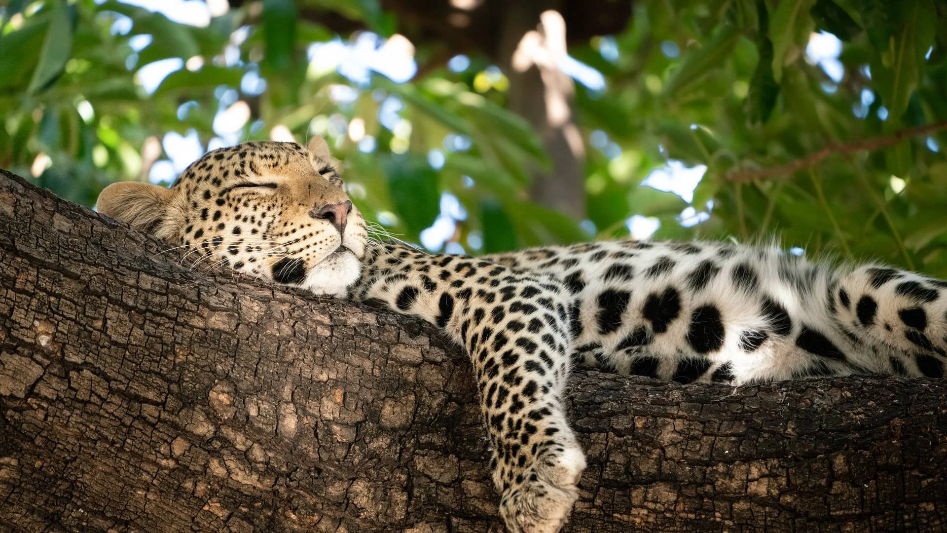 Janine+Krayer+Wildlife+Photography-1-47.jpg