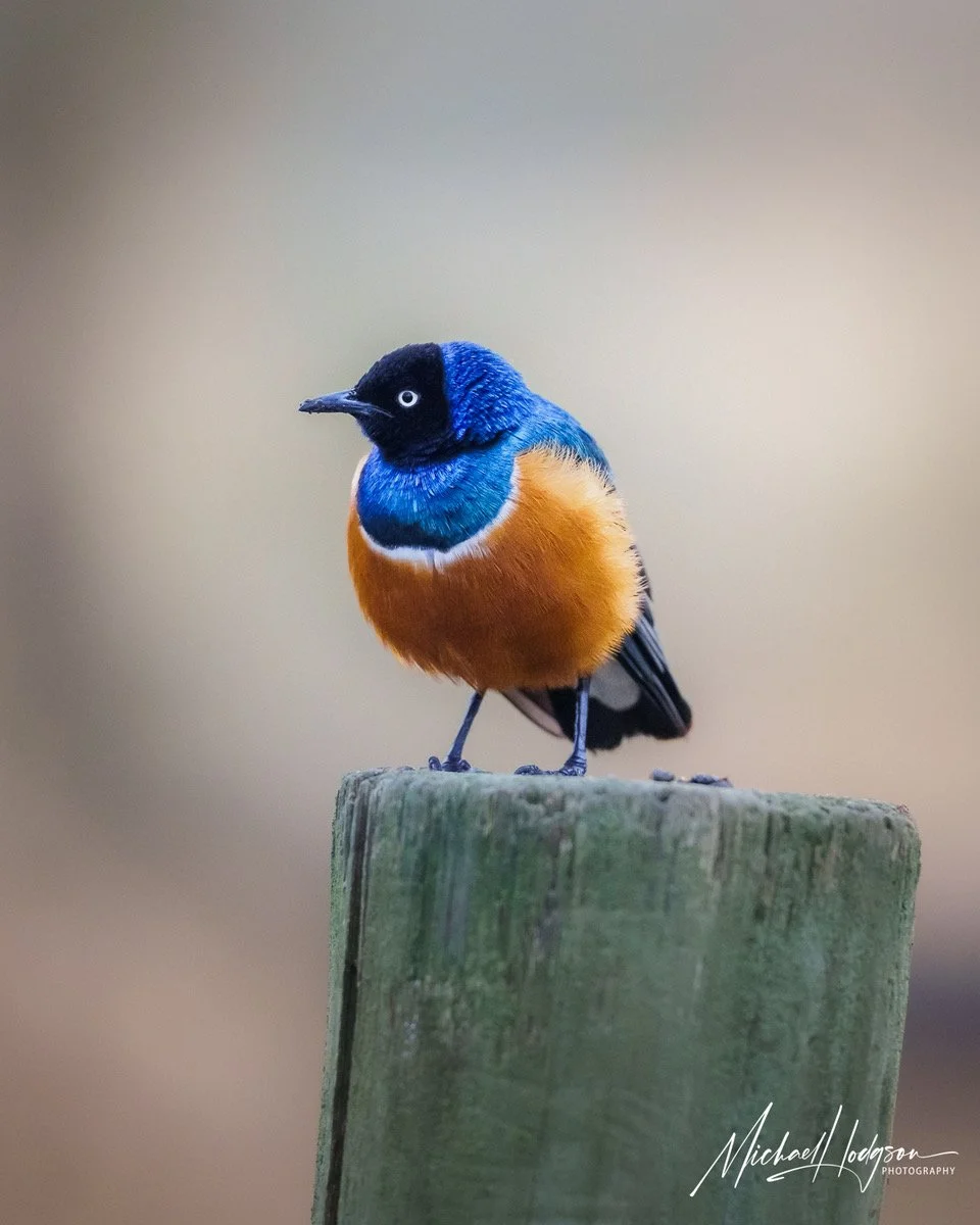 Superb-Starling-Lake-Nakuru-0889608896-IG.jpeg