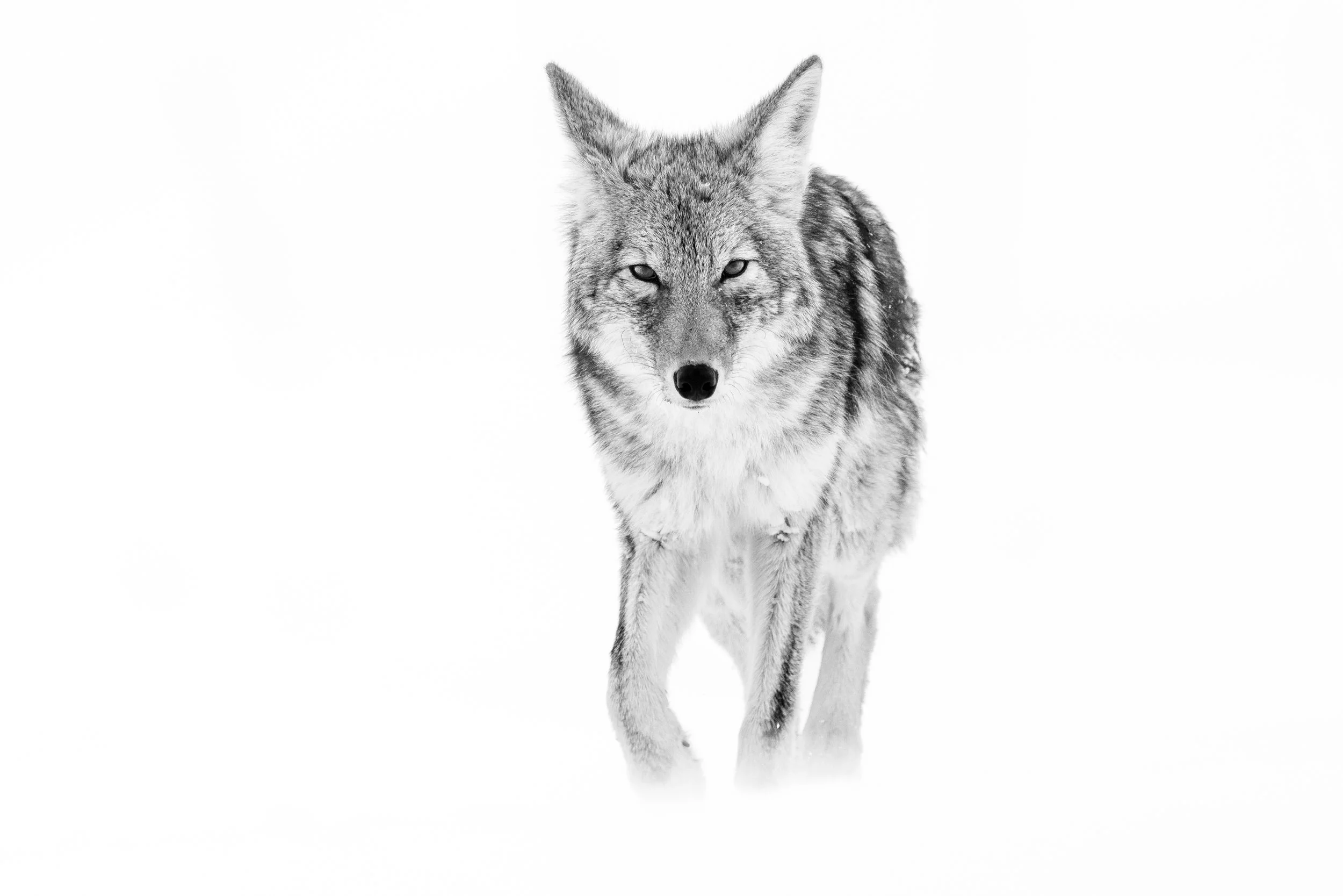 High key black and white photo of a coyote in the snow in winter