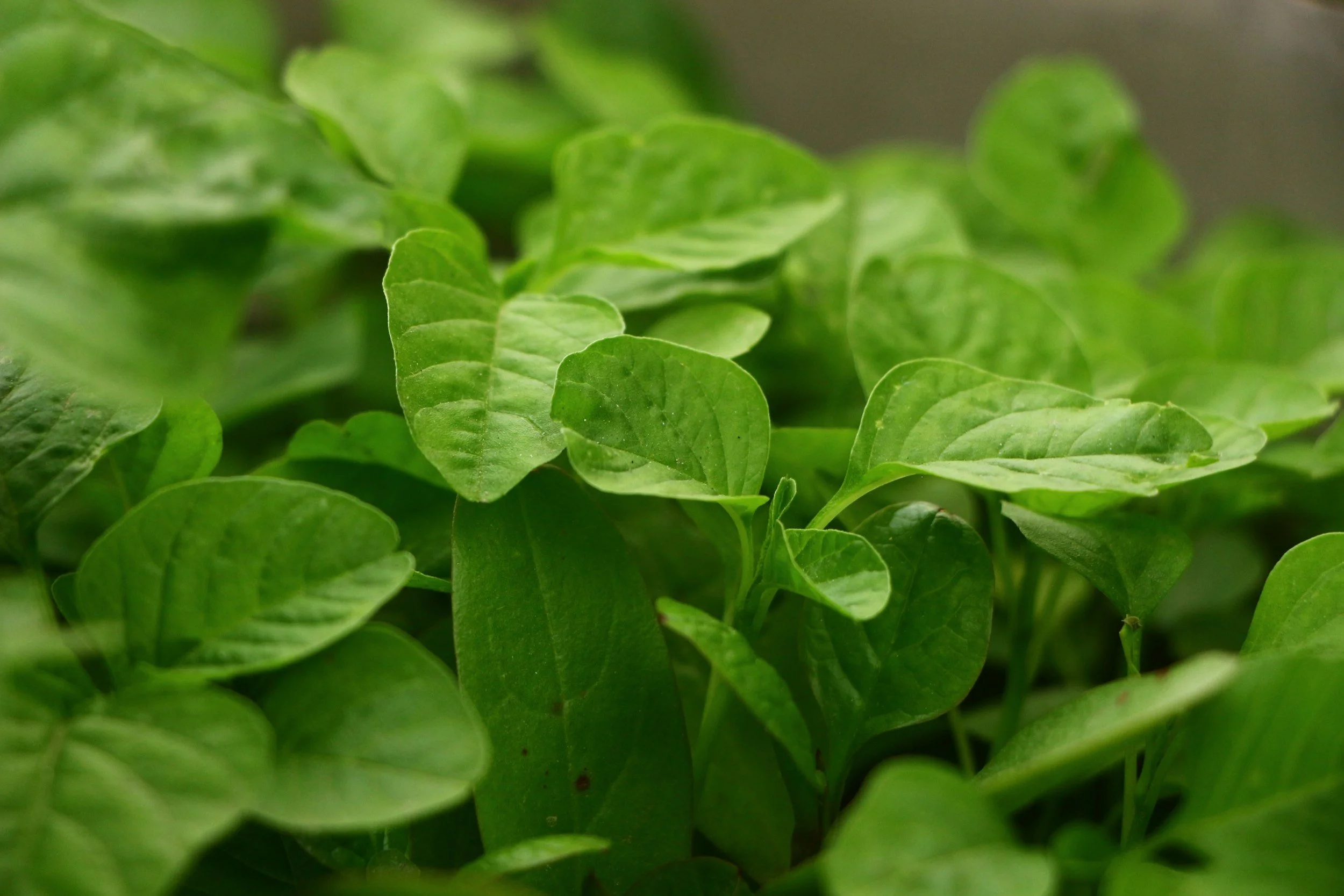 Close-up of green basil leaves with detailed texture and veins.