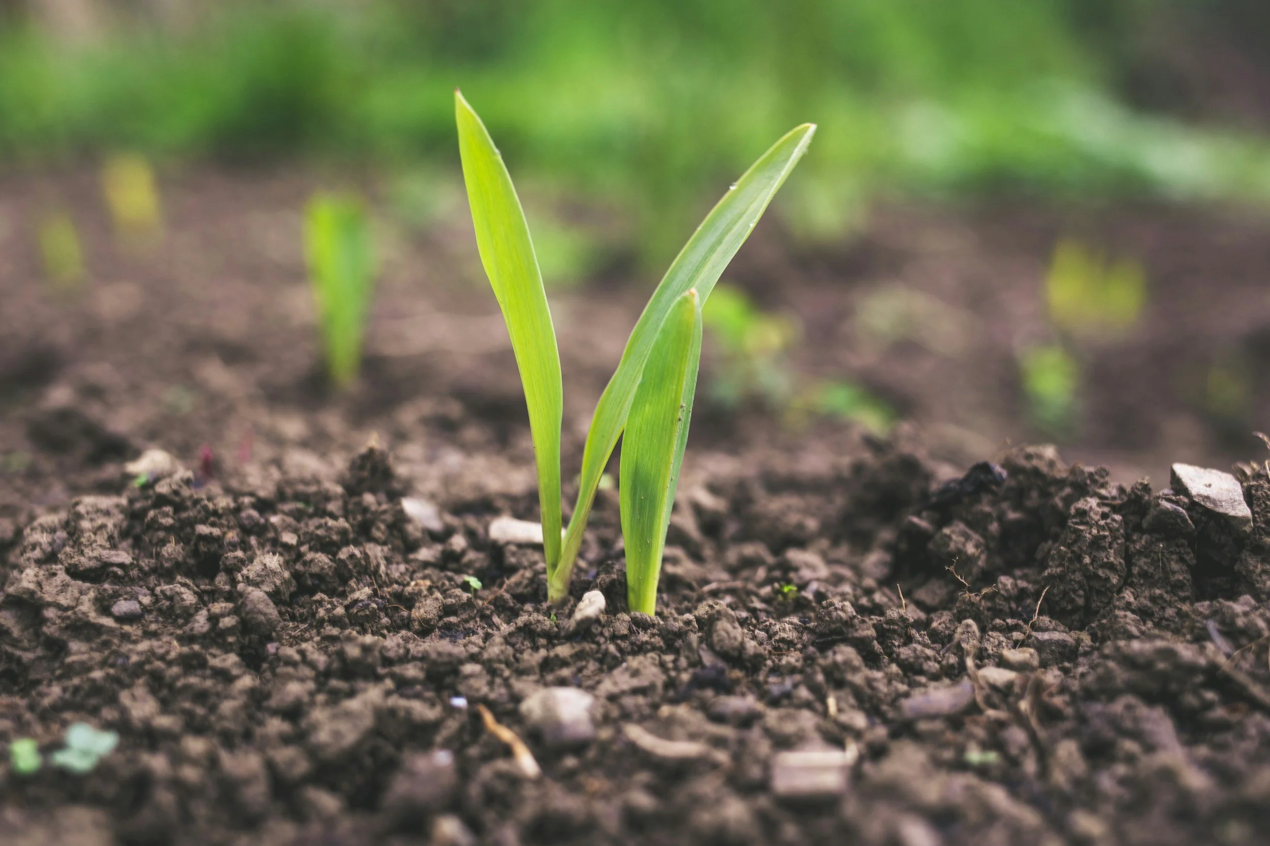 Close-up of young green plant sprouting from dark soil in a garden or field.