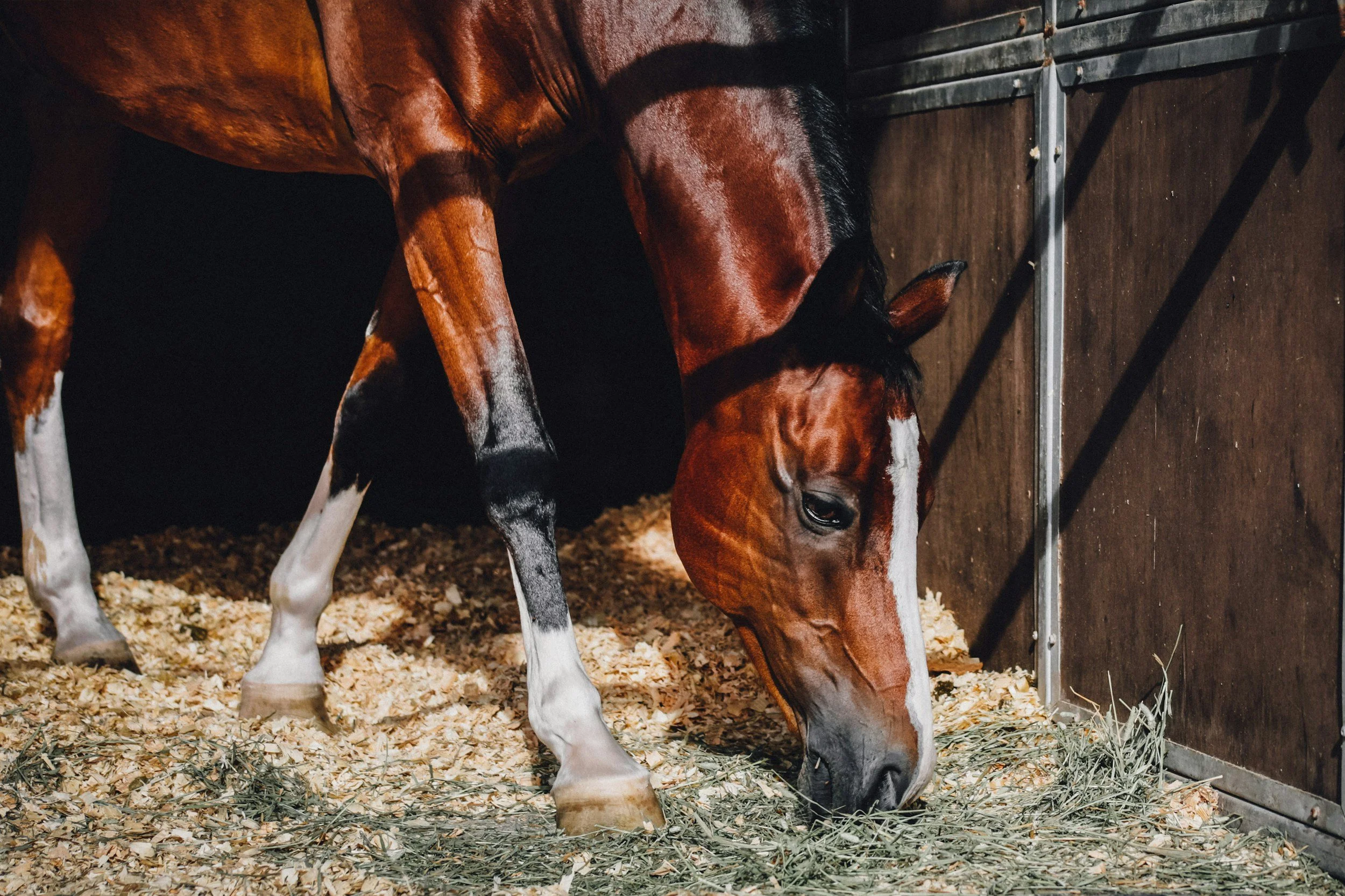 A brown horse with a white blaze on its face is grazing inside a stall with wood walls, standing on bedding of wood shavings, and chewing on some hay.