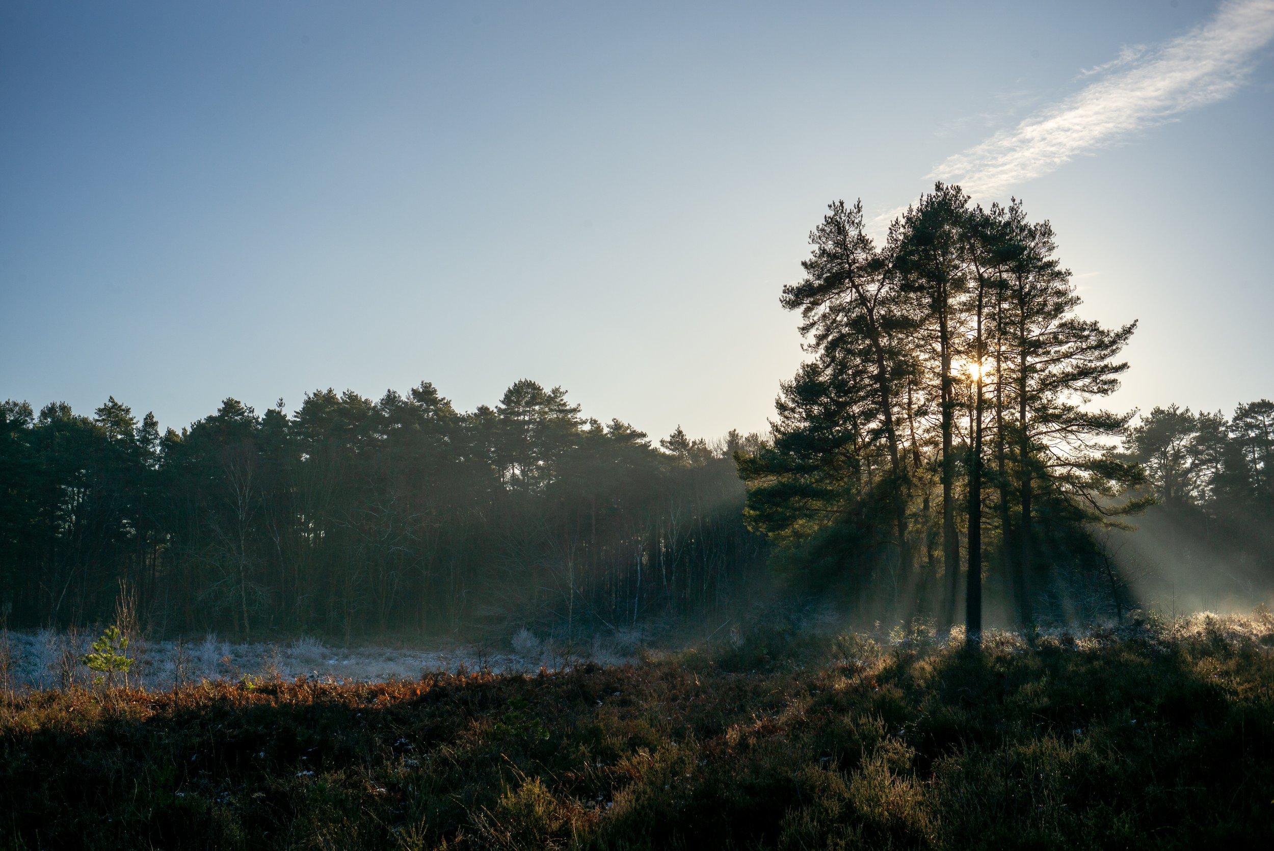 A short walk in the woods with Leica M 240