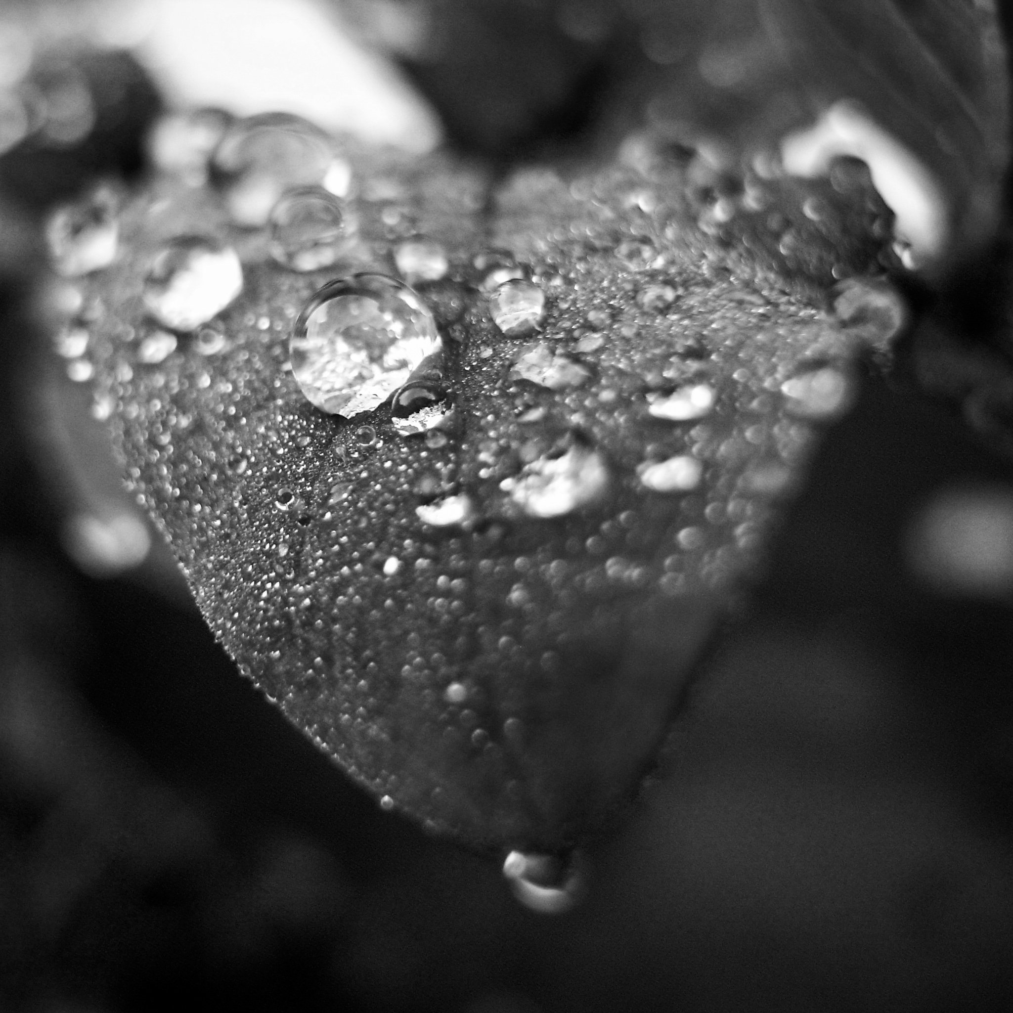 Morning dew